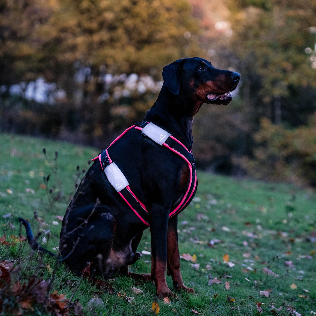 Dobermann trägt ein schwarz-pinkes Y-Geschirr mit Reflektorpatches in der Dämmerung. Die Reflektorpatches reflektieren.