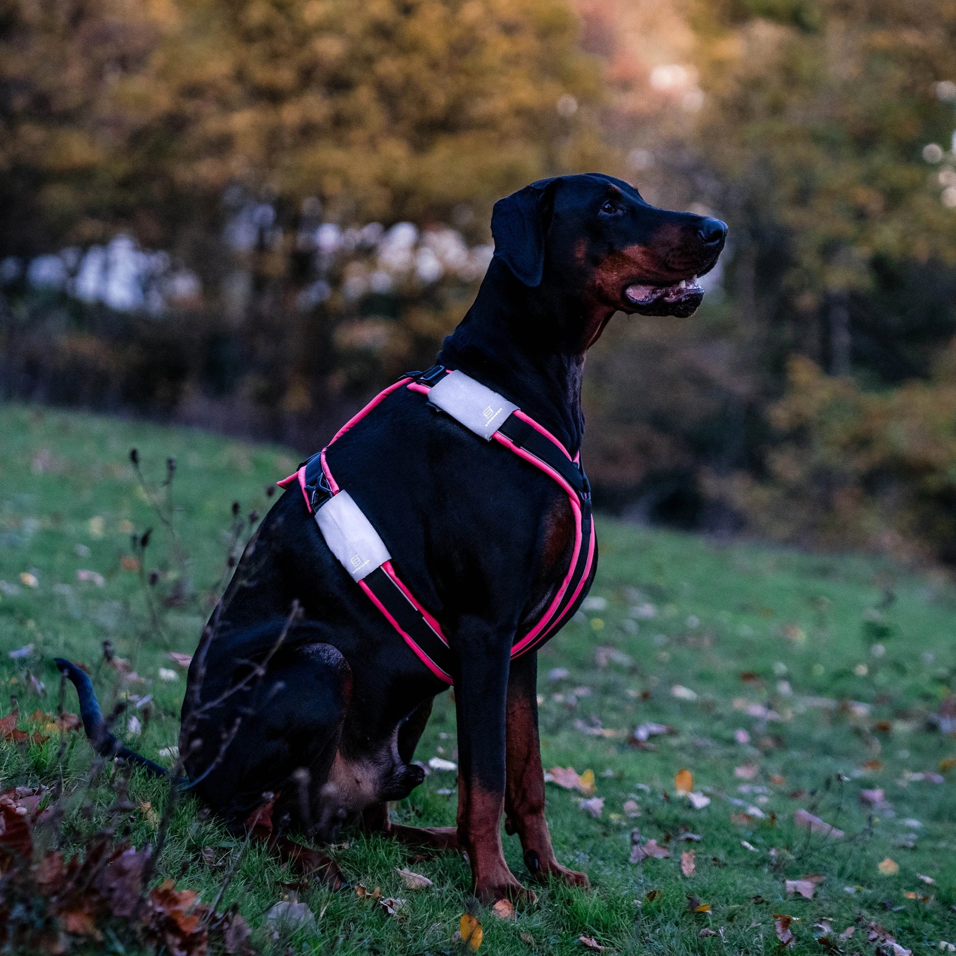Dobermann trägt ein schwarz-pinkes Y-Geschirr mit Reflektorpatches in der Dämmerung. Die Reflektorpatches reflektieren.