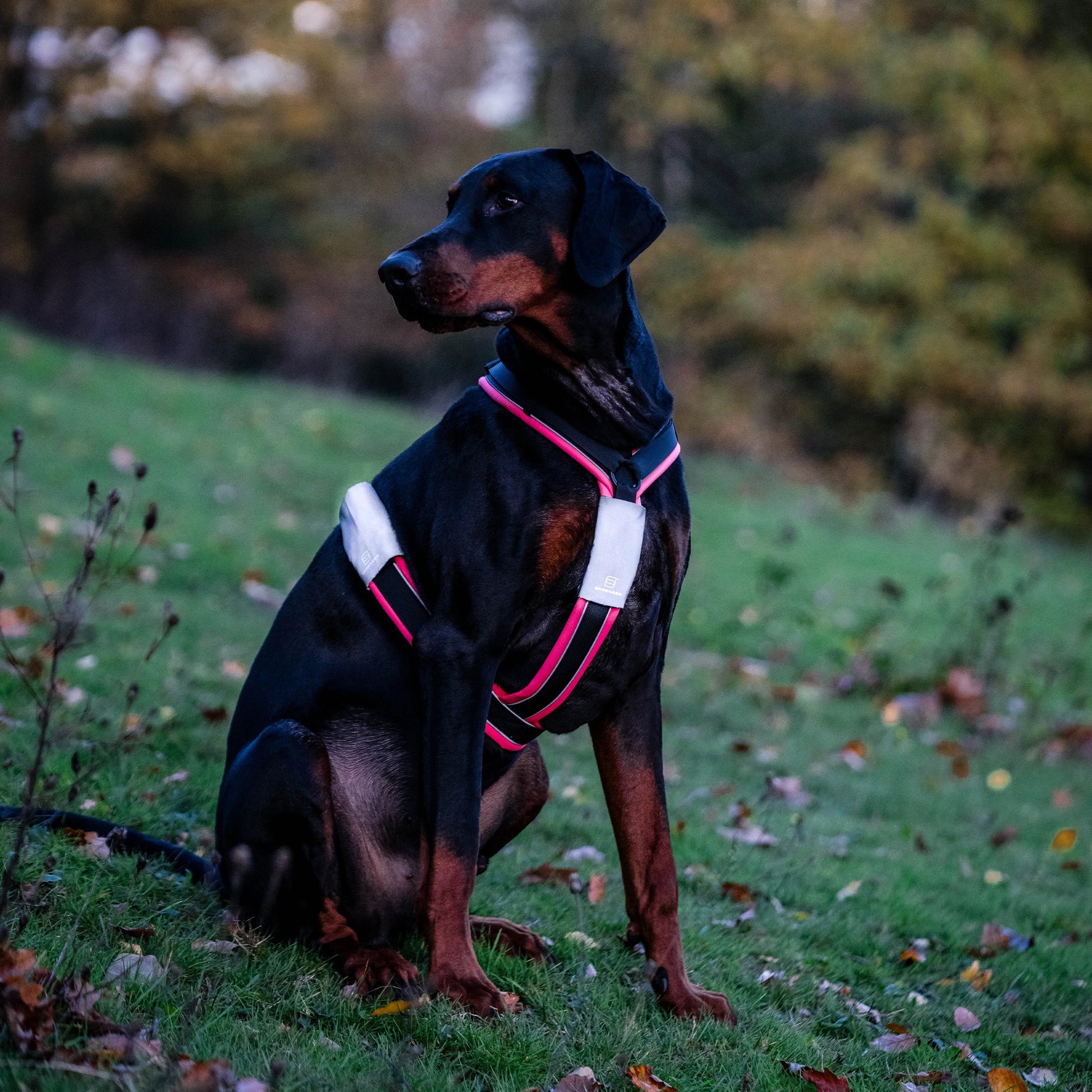 Dobermann trägt ein schwarz-pinkes Y-Geschirr mit Reflektorpatches in der Dämmerung. Die Reflektorpatches reflektieren.