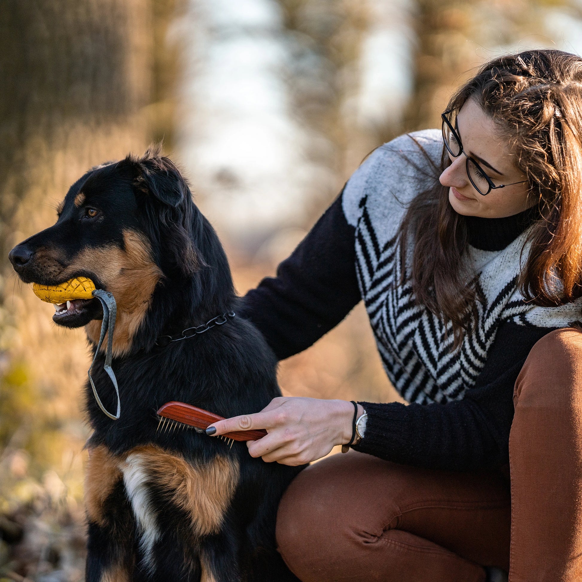 Hundekamm mit Stahlzinken am Hund