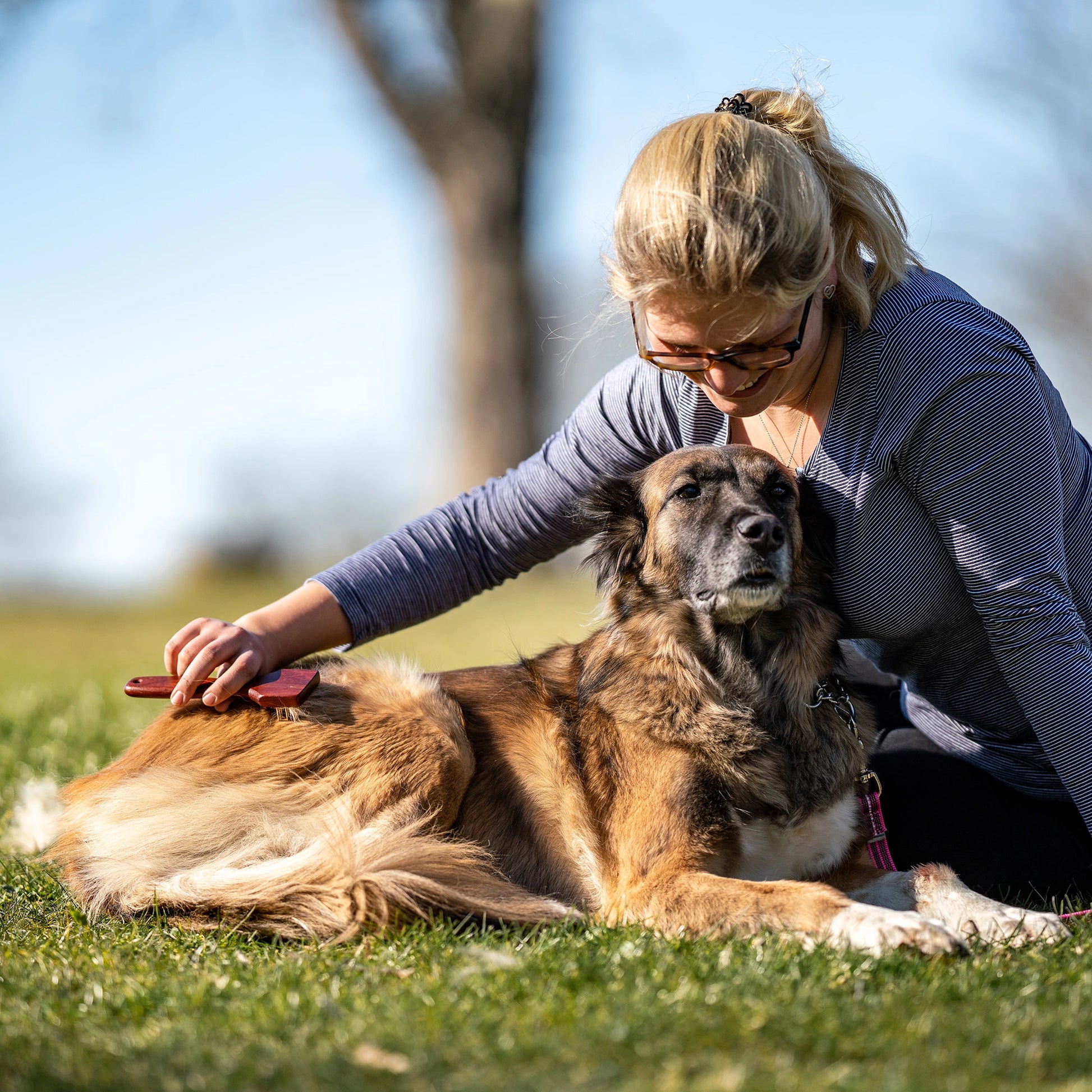 3-reihiger Hundekratzer mit Stahlzinken am Hund