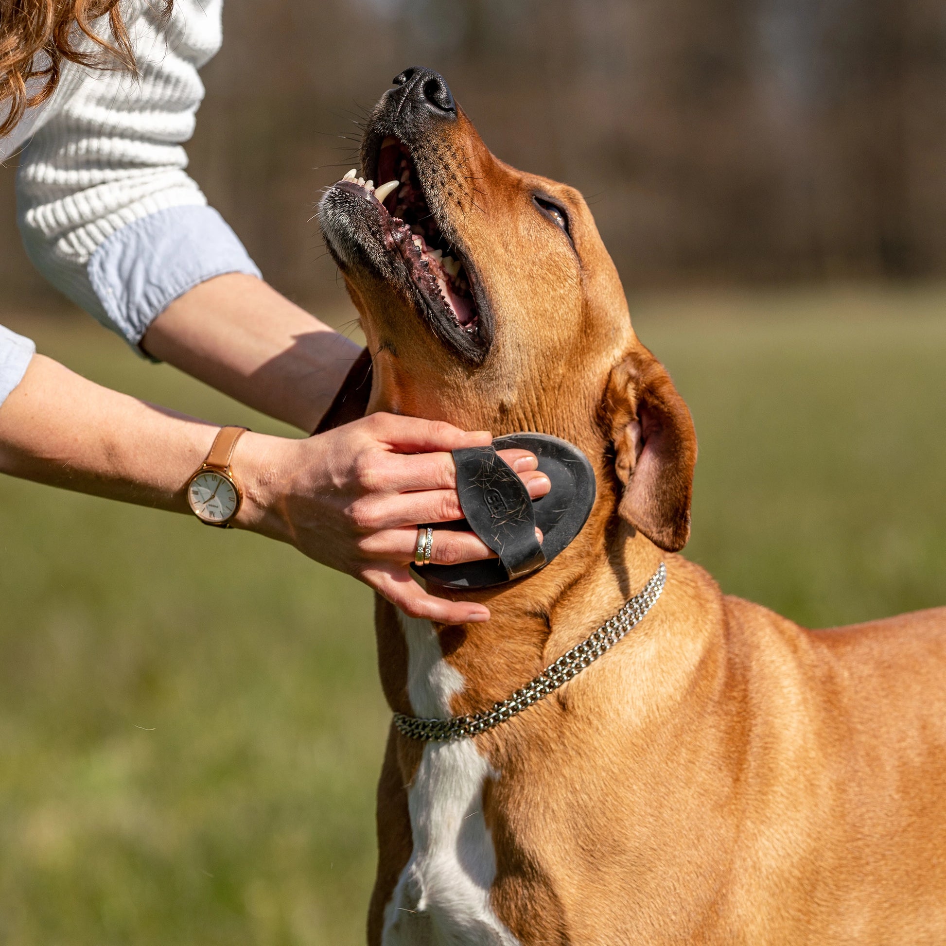 Striegel, oval aus Gummi, schwarz am Hundehals