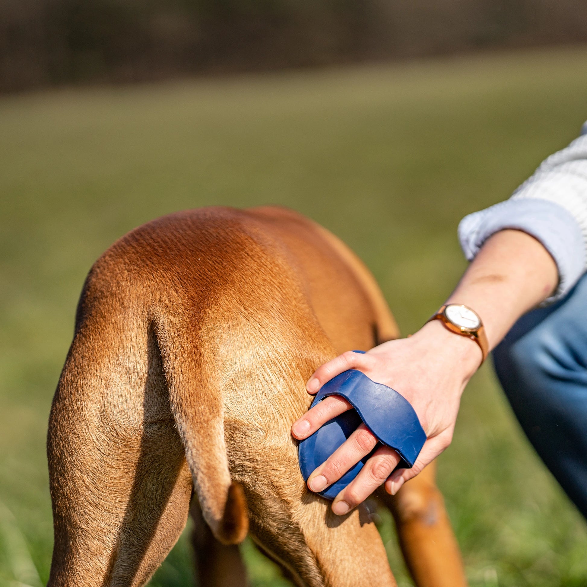 Striegel, oval aus Gummi, blau am Hund