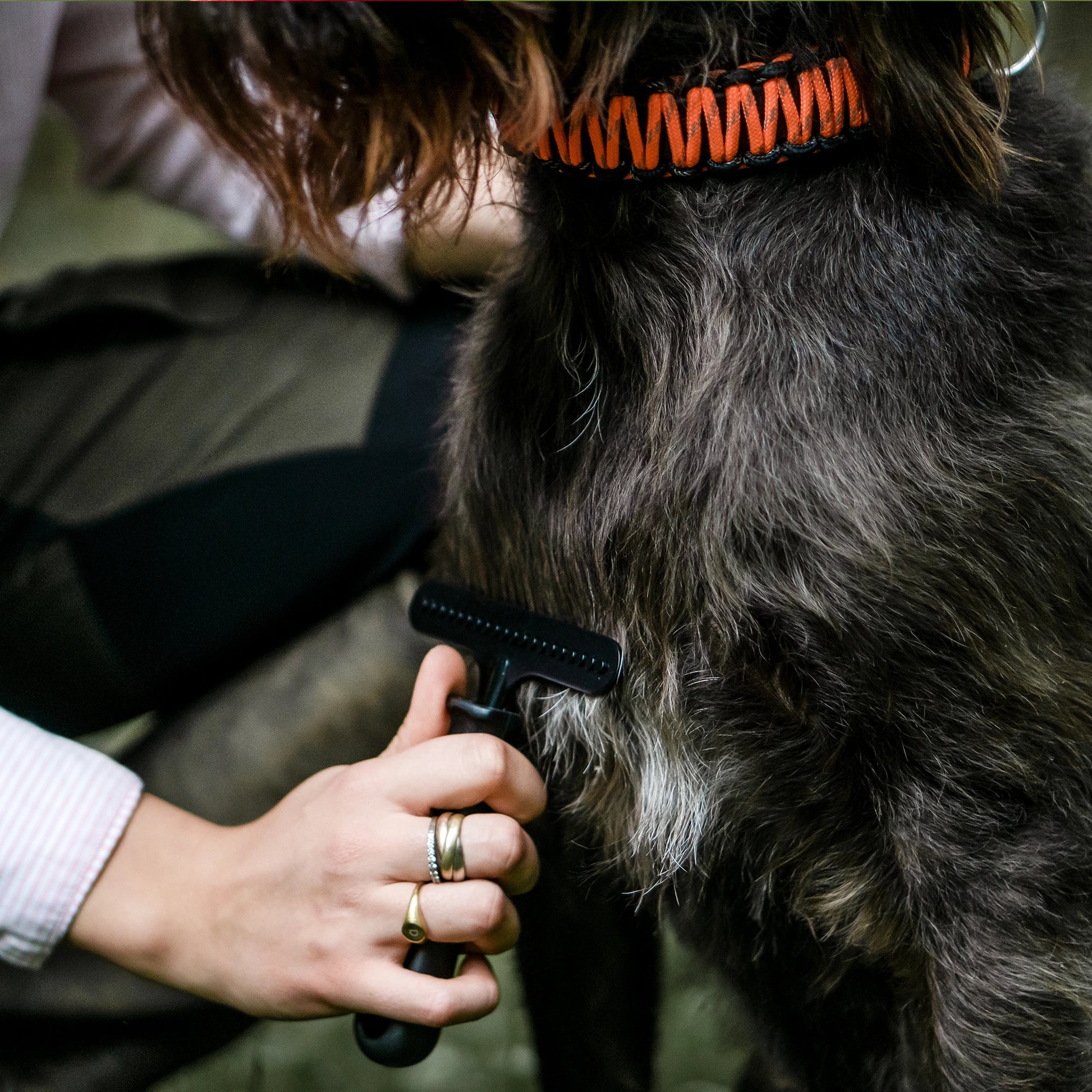 Hundekratzer Stahl beschichtet am Hund