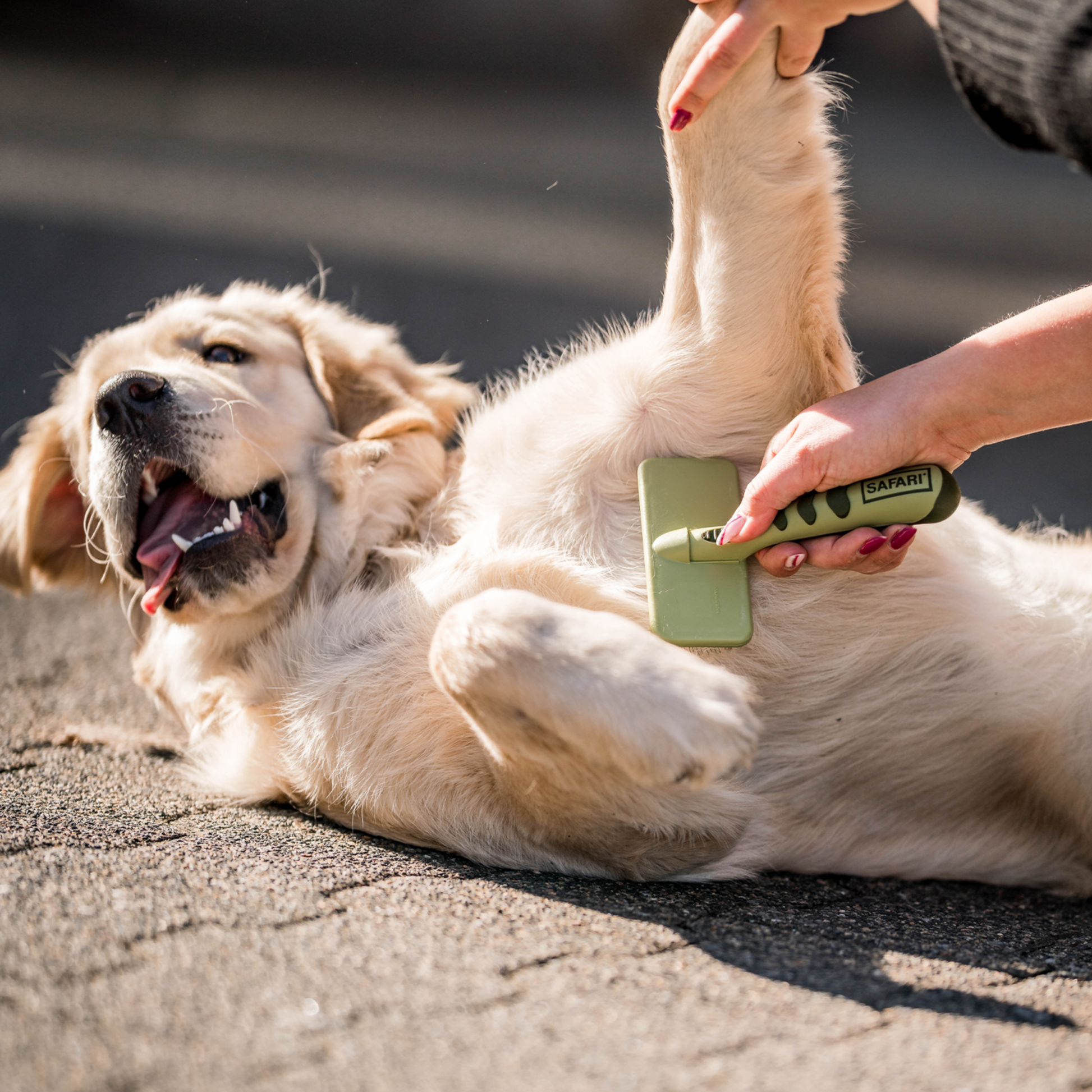 Safari® Hunde Soft Entwirrbürste | 5790000373_2.png