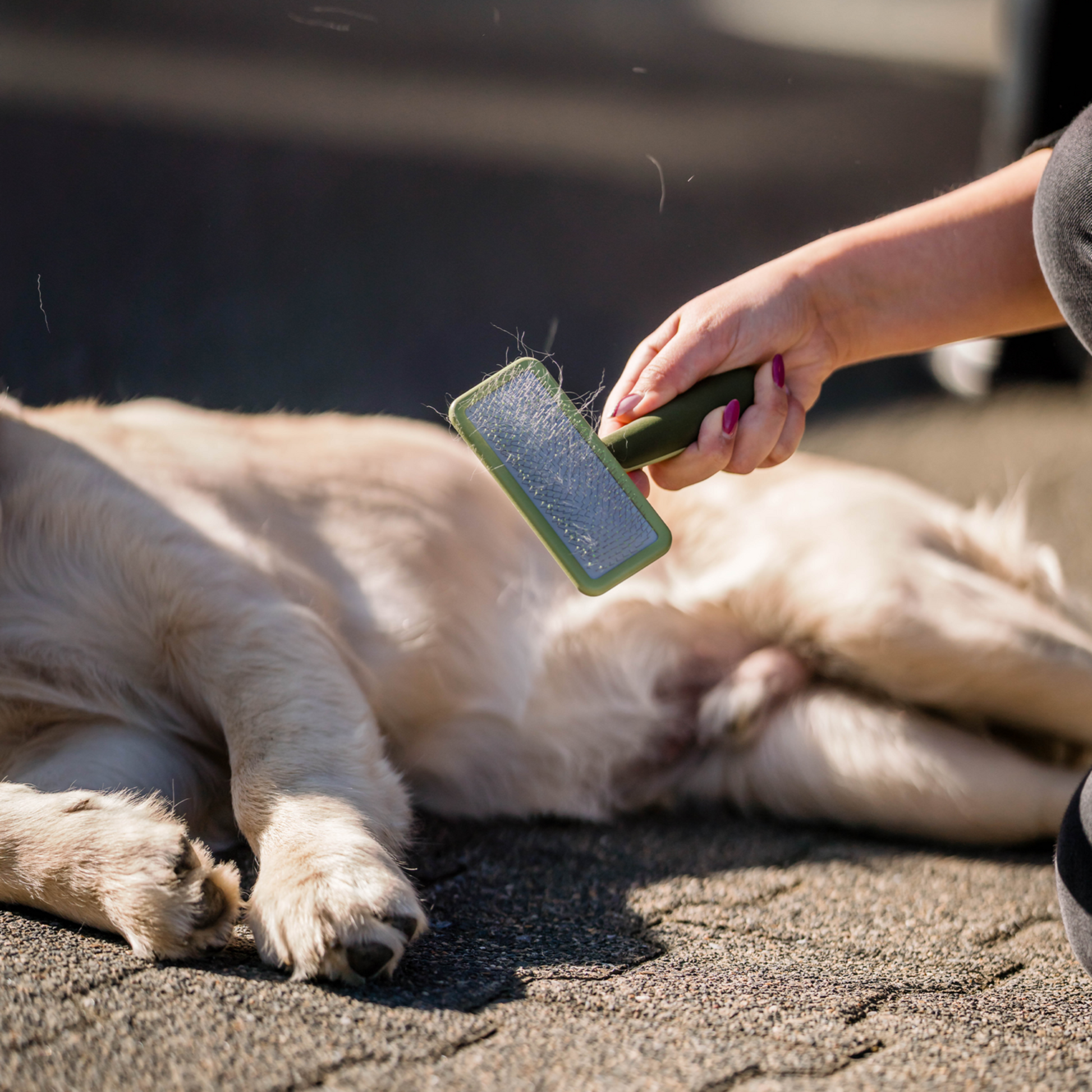 Safari® Hunde Soft Entwirrbürste | 5790000373_3.png