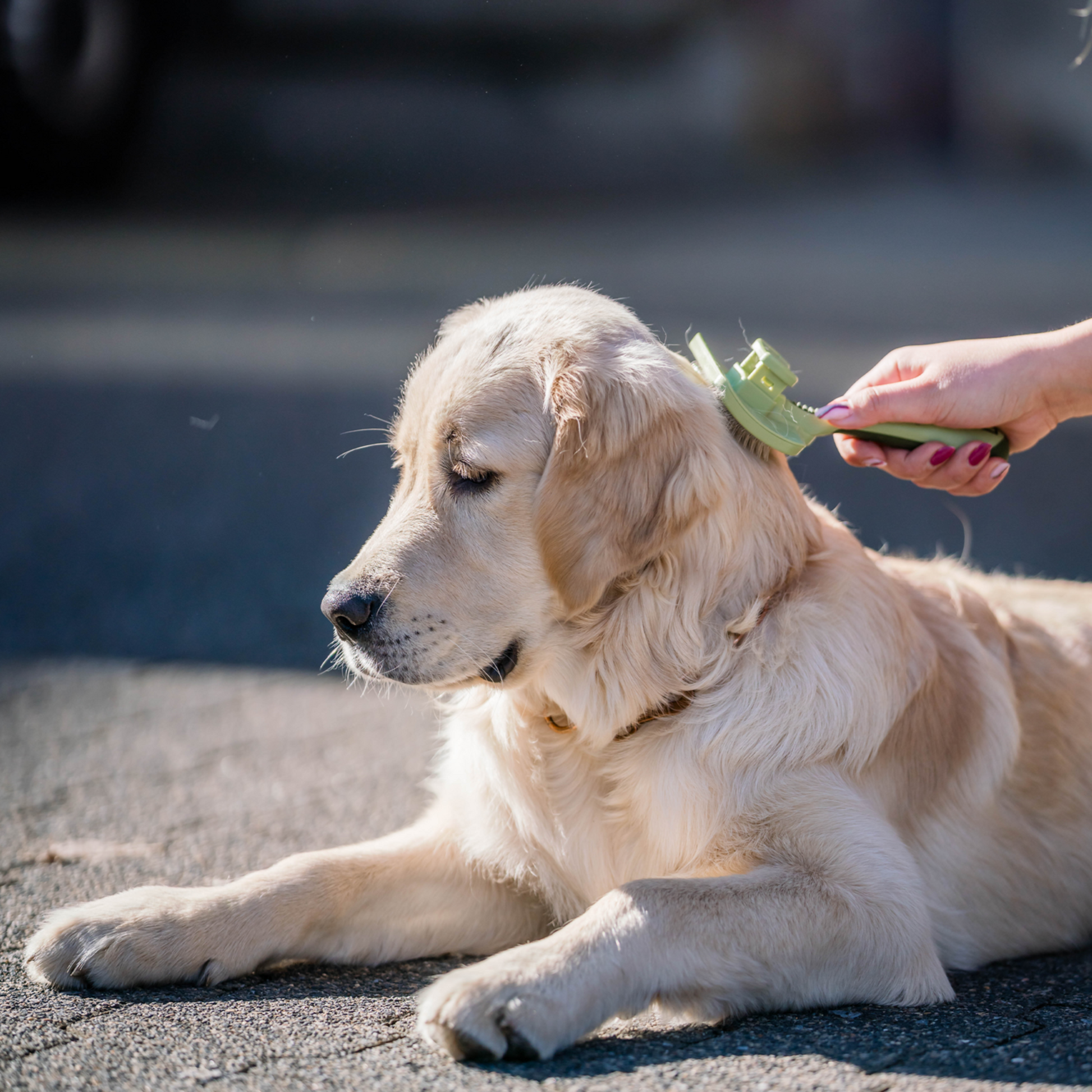 Safari® Hunde Selbstreinigende Entwirrbürste | 5790000473_1.png