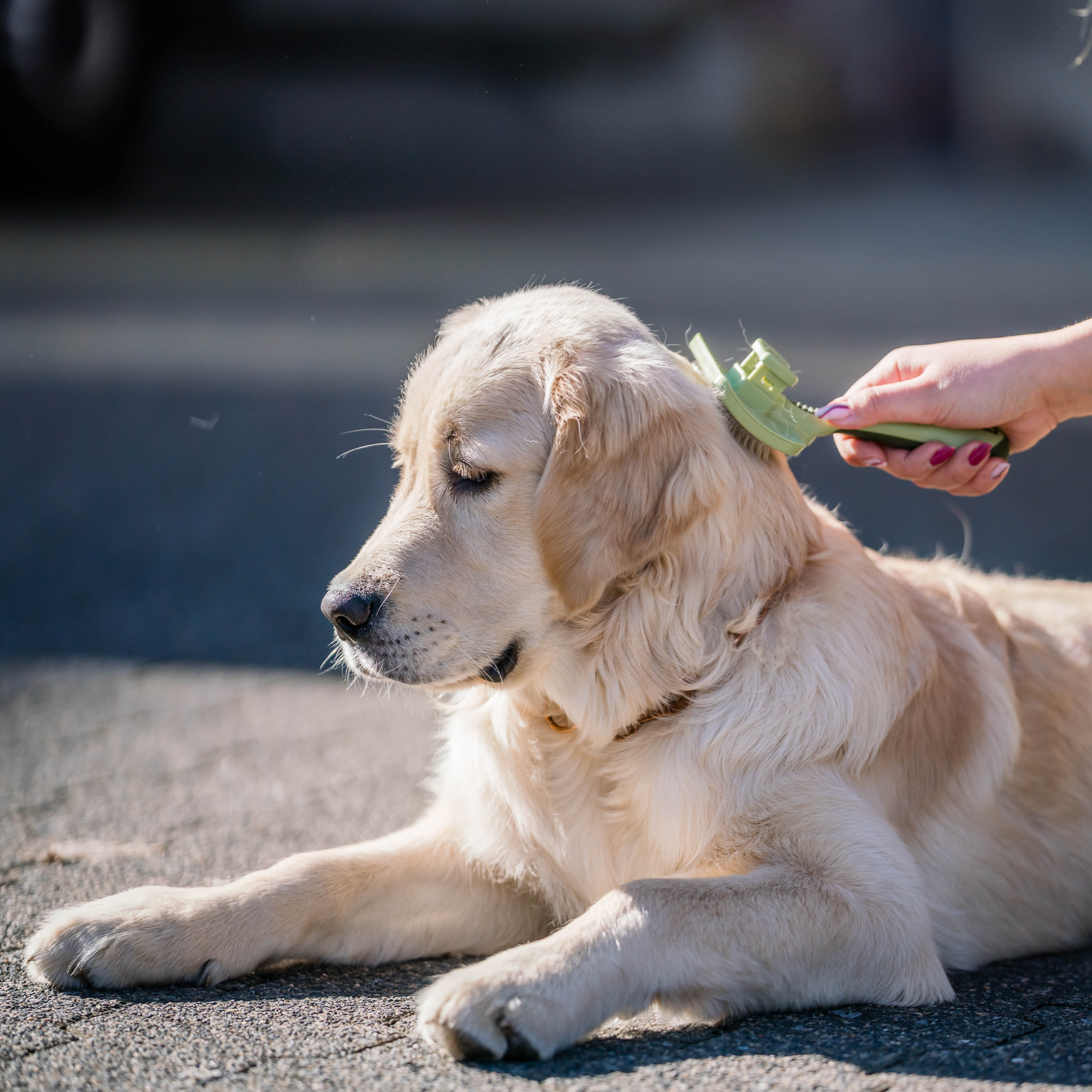 Safari® Hunde Selbstreinigende Entwirrbürste | 5790000473_1.png