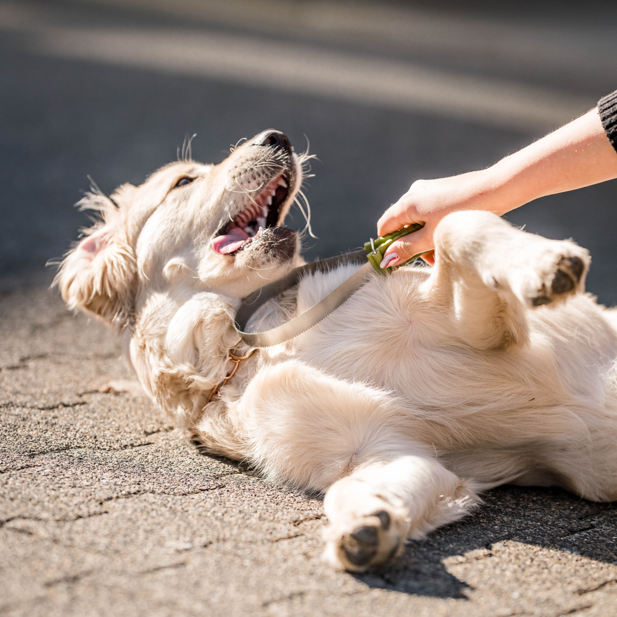 Safari® Doppelseitige Unterwollharke Hunde | 5790000673_4.png