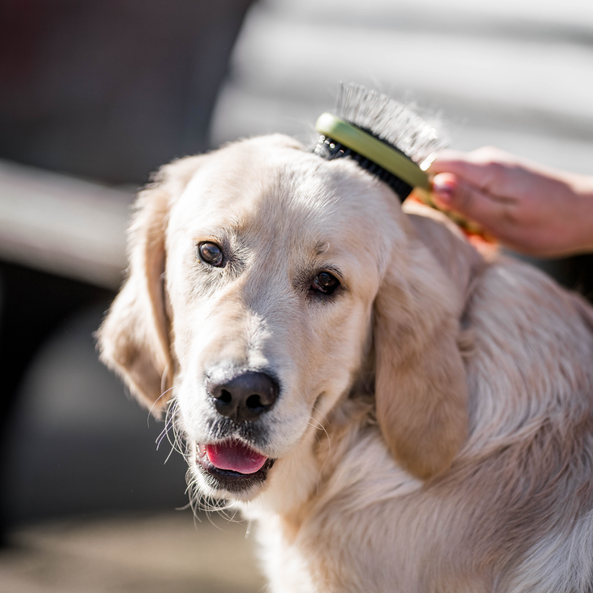 Safari® Hunde Entfilzungskamm | 5790001273_3.png