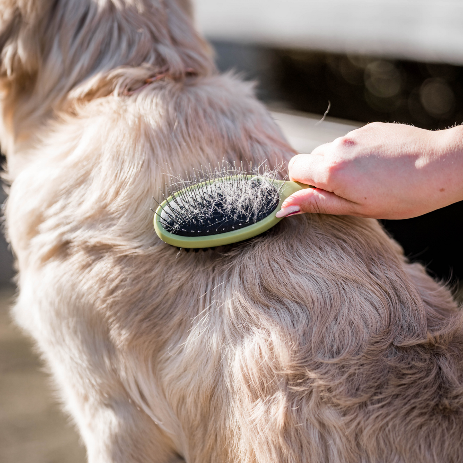 Safari® Hunde Entfilzungskamm | 5790001273_4.png