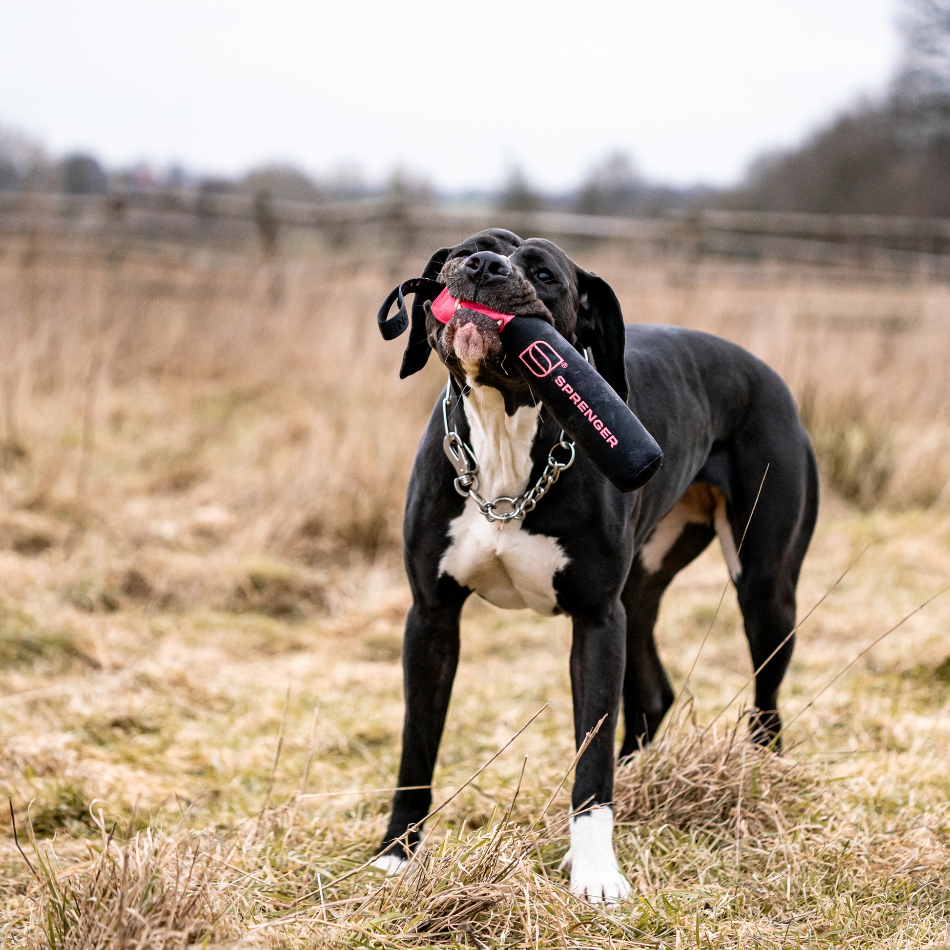 schwarzer Hund mit Hundespielzeug Dummy auf der Wiese