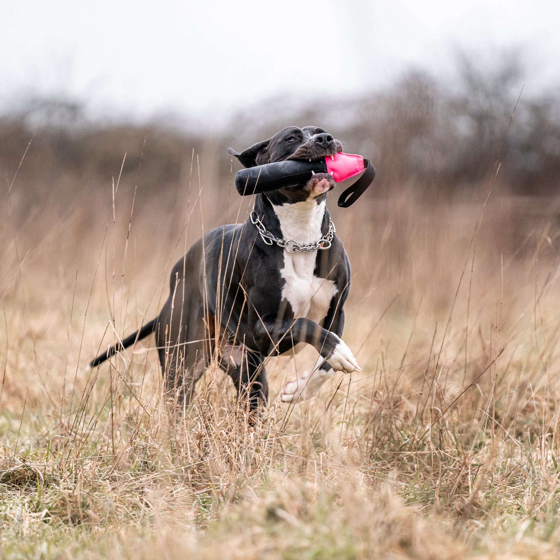 Hund mit Hundespielzeug Dummy auf der Wiese tobend