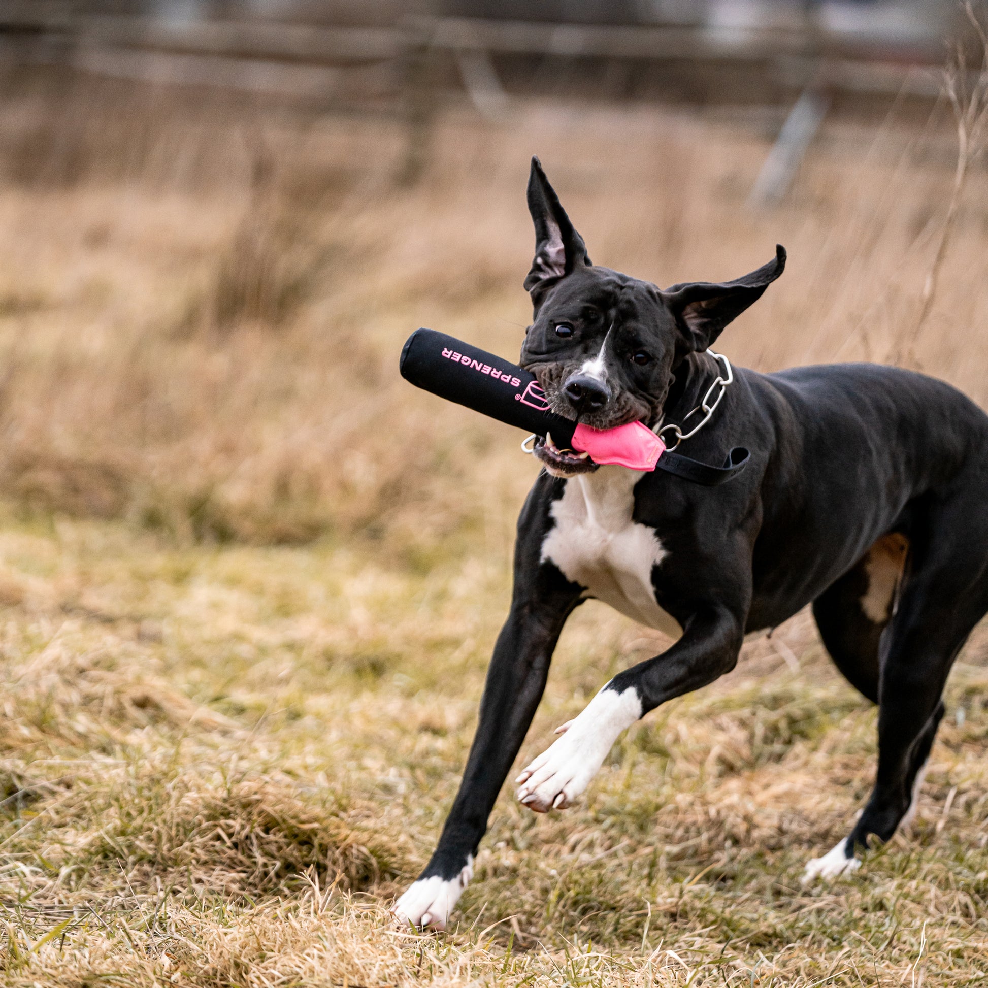 schwarzer Hund mit Hundespielzeug Dummy auf der Wiese