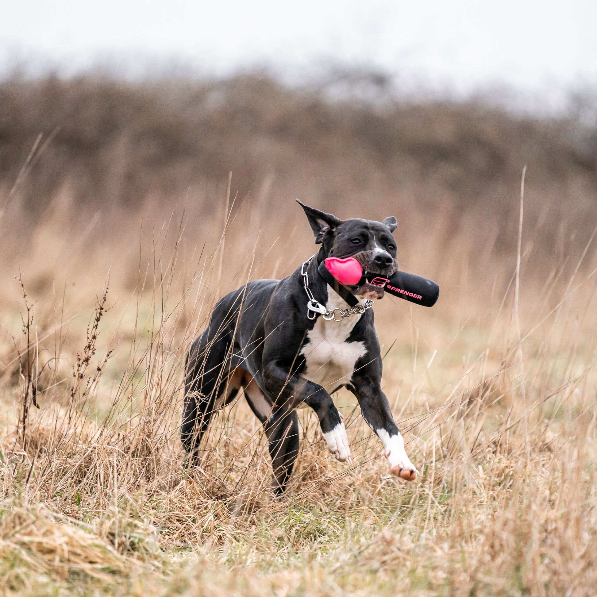 Hund mit undespielzeug Dummy auf der Wiese tobend