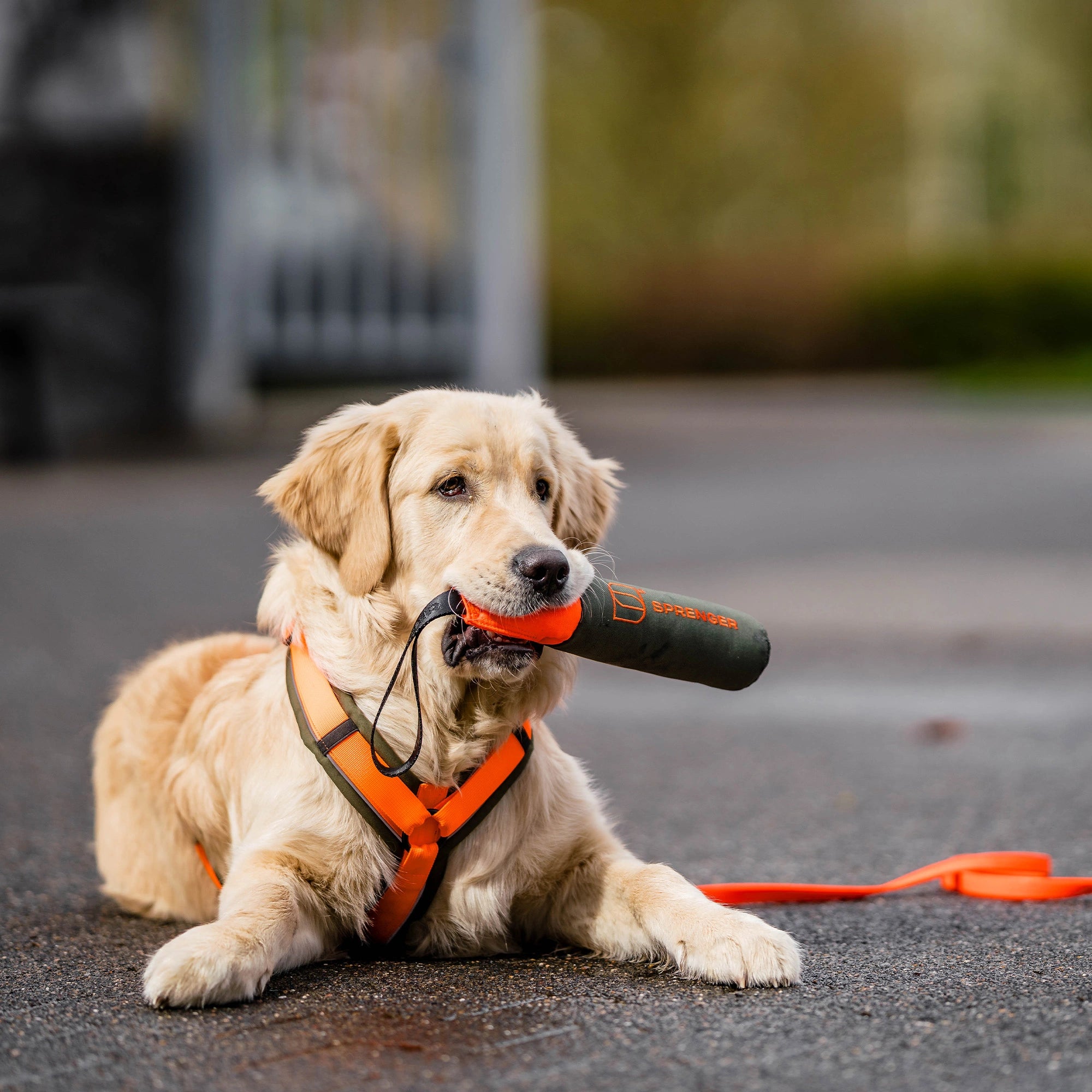 Dog Toy Dummy
