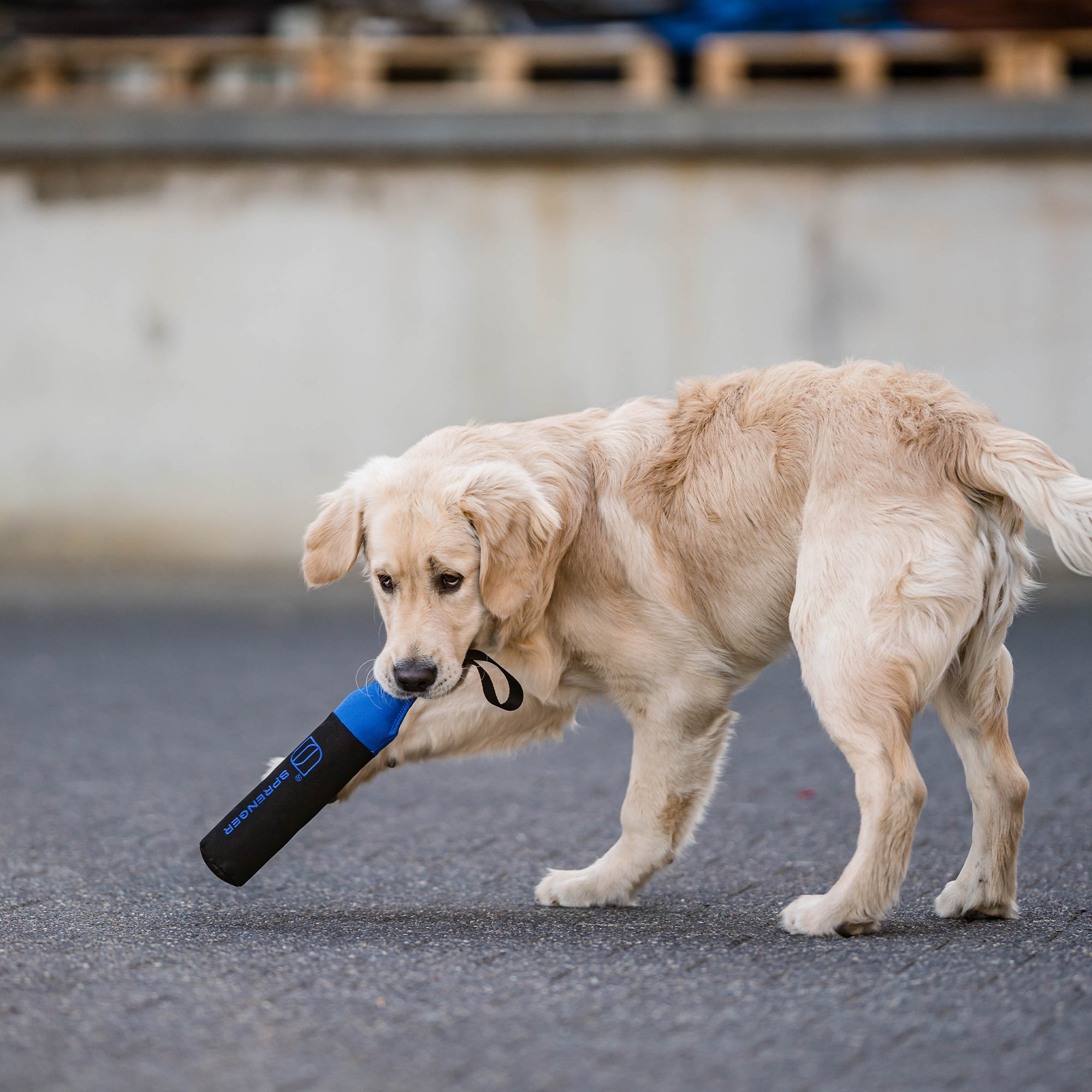 Dog Toy Dummy