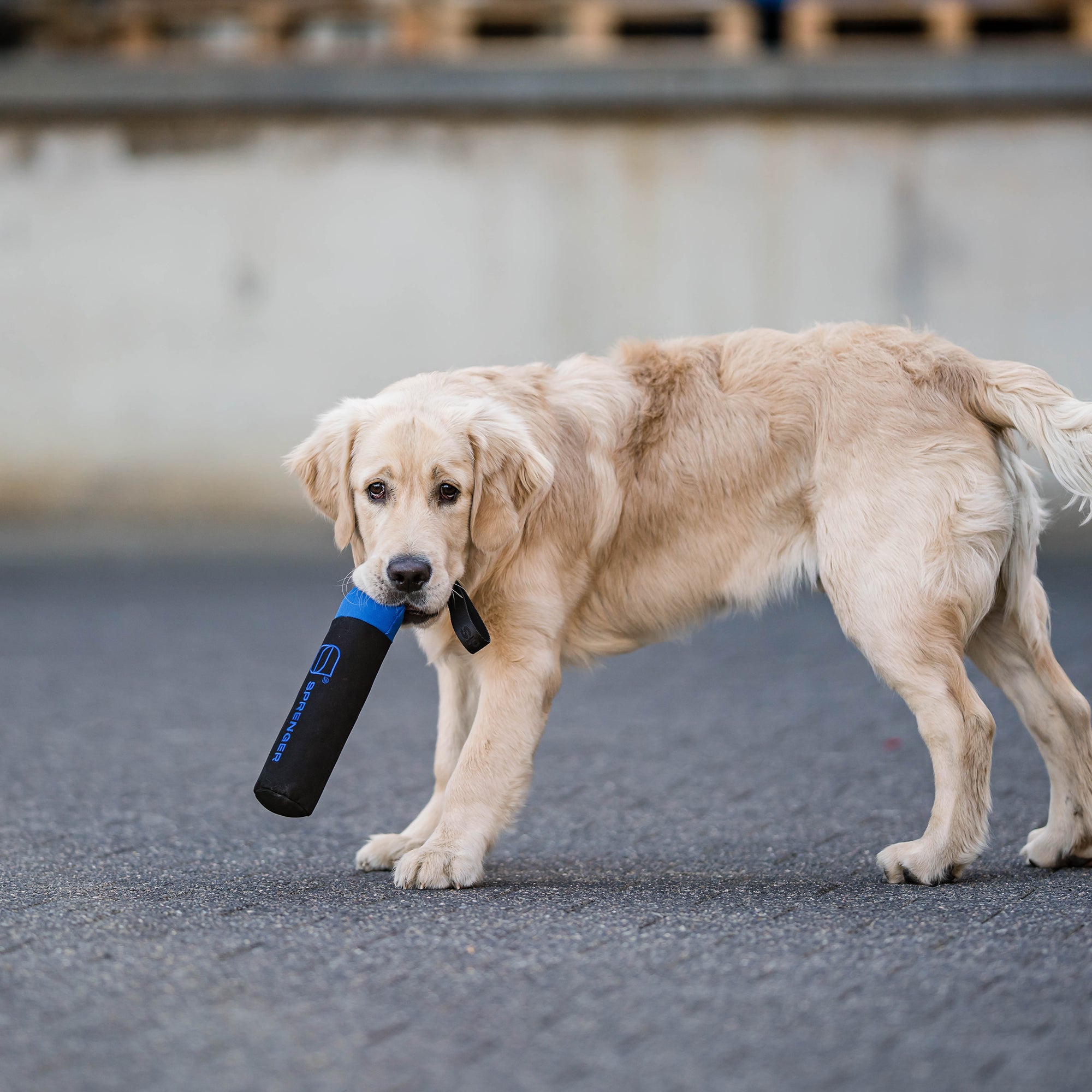 Dog Toy Dummy