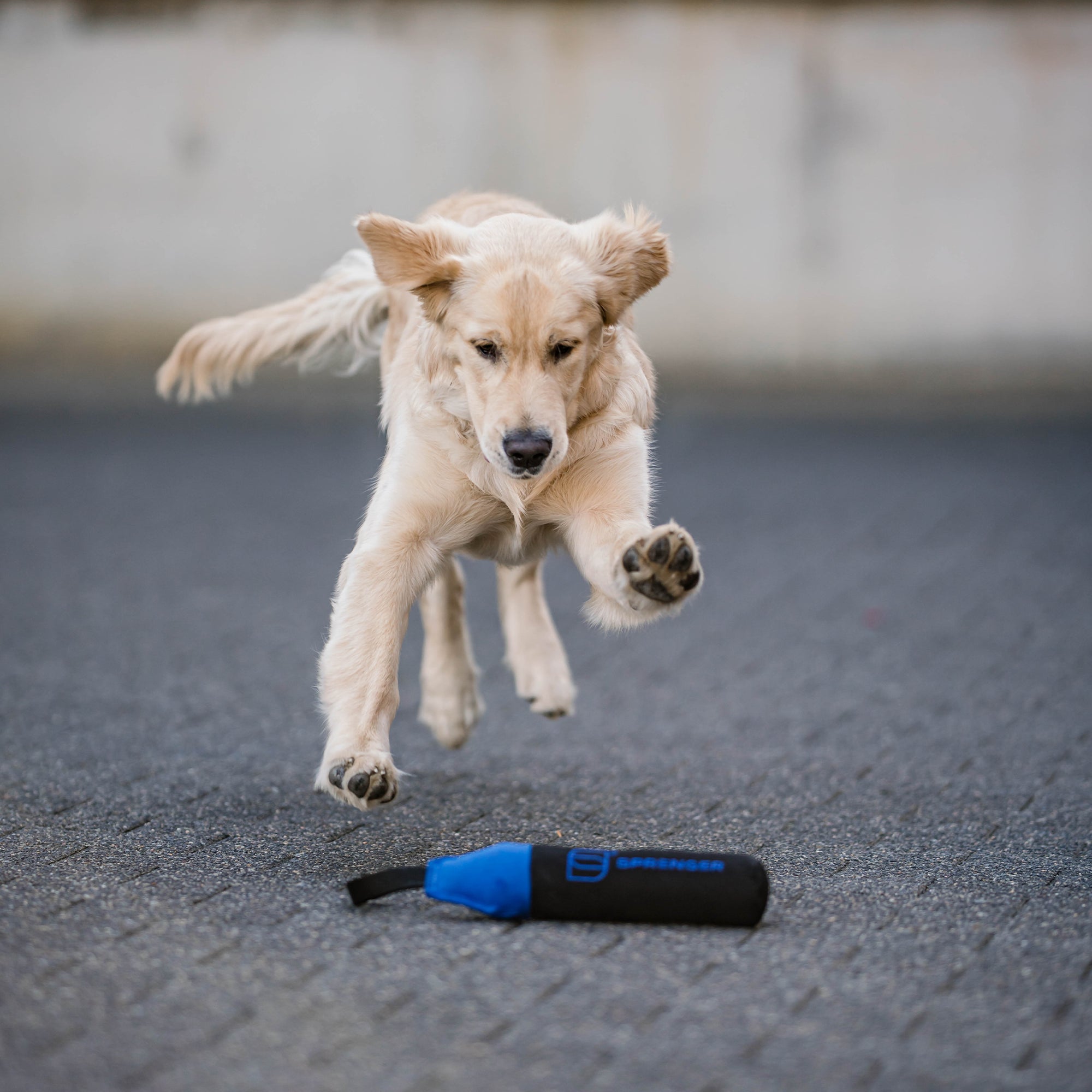 Dog Toy Dummy