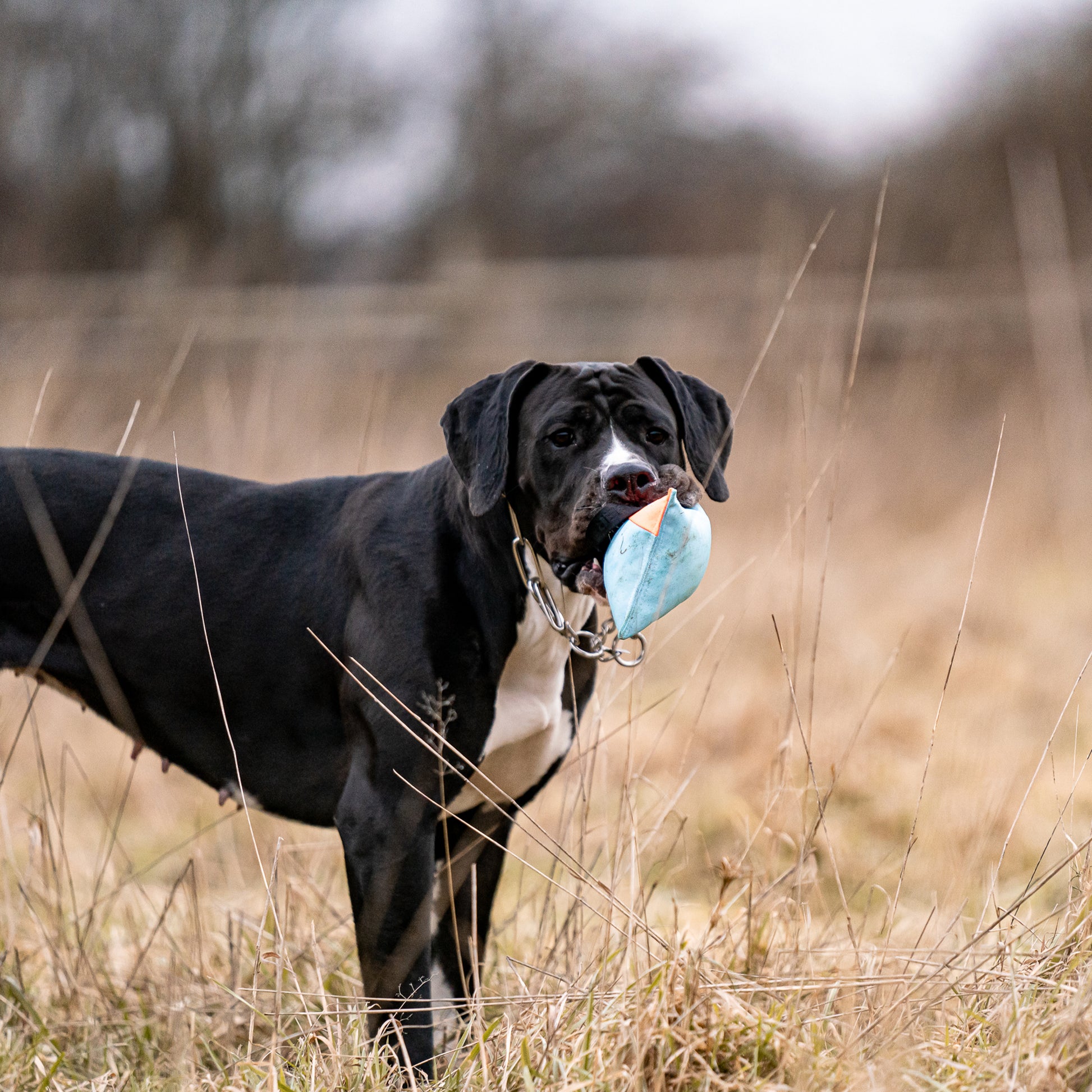 schwarzer Hund mit Hundespielzeug Kissen auf der Wiese 