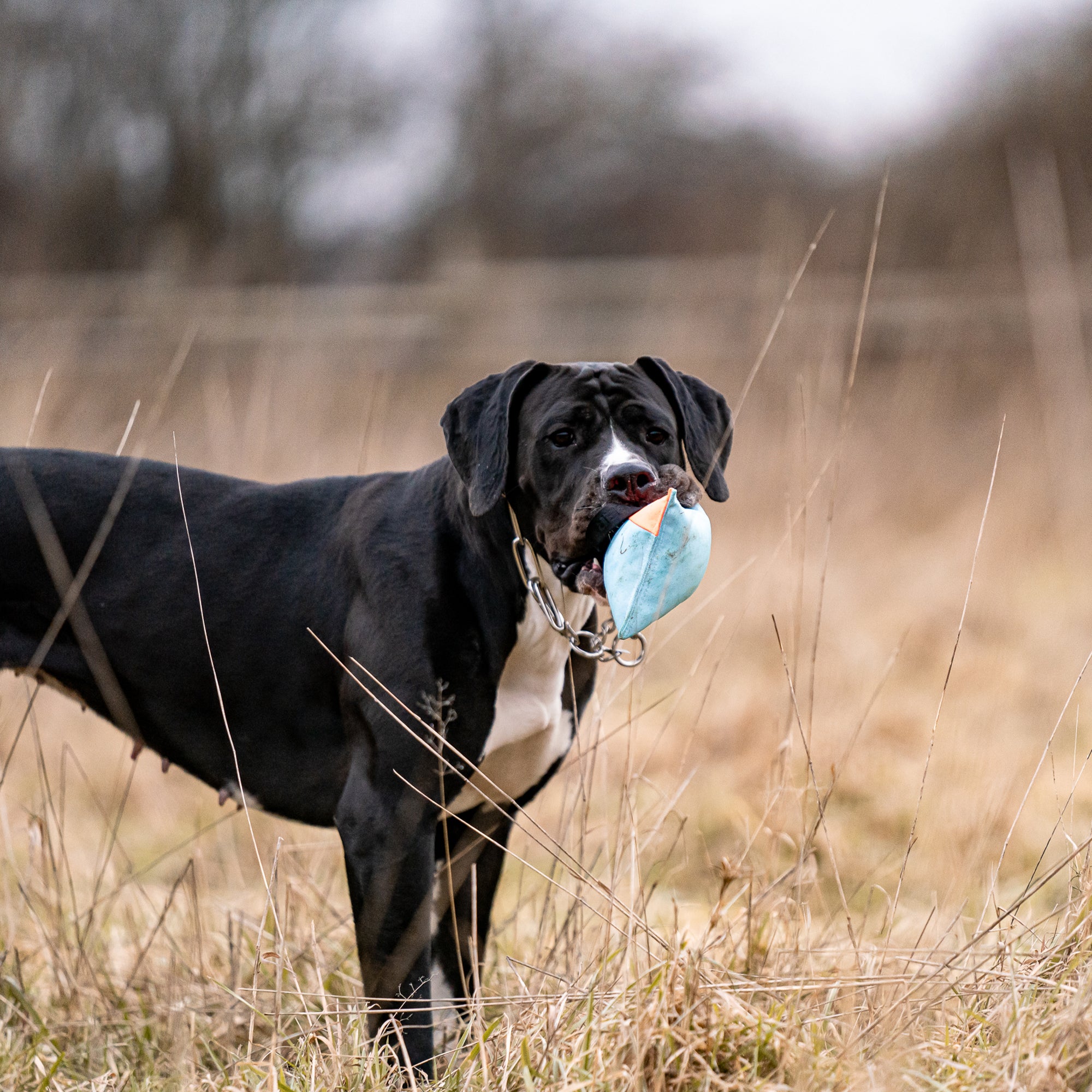 Cuscino per dentizione per cani