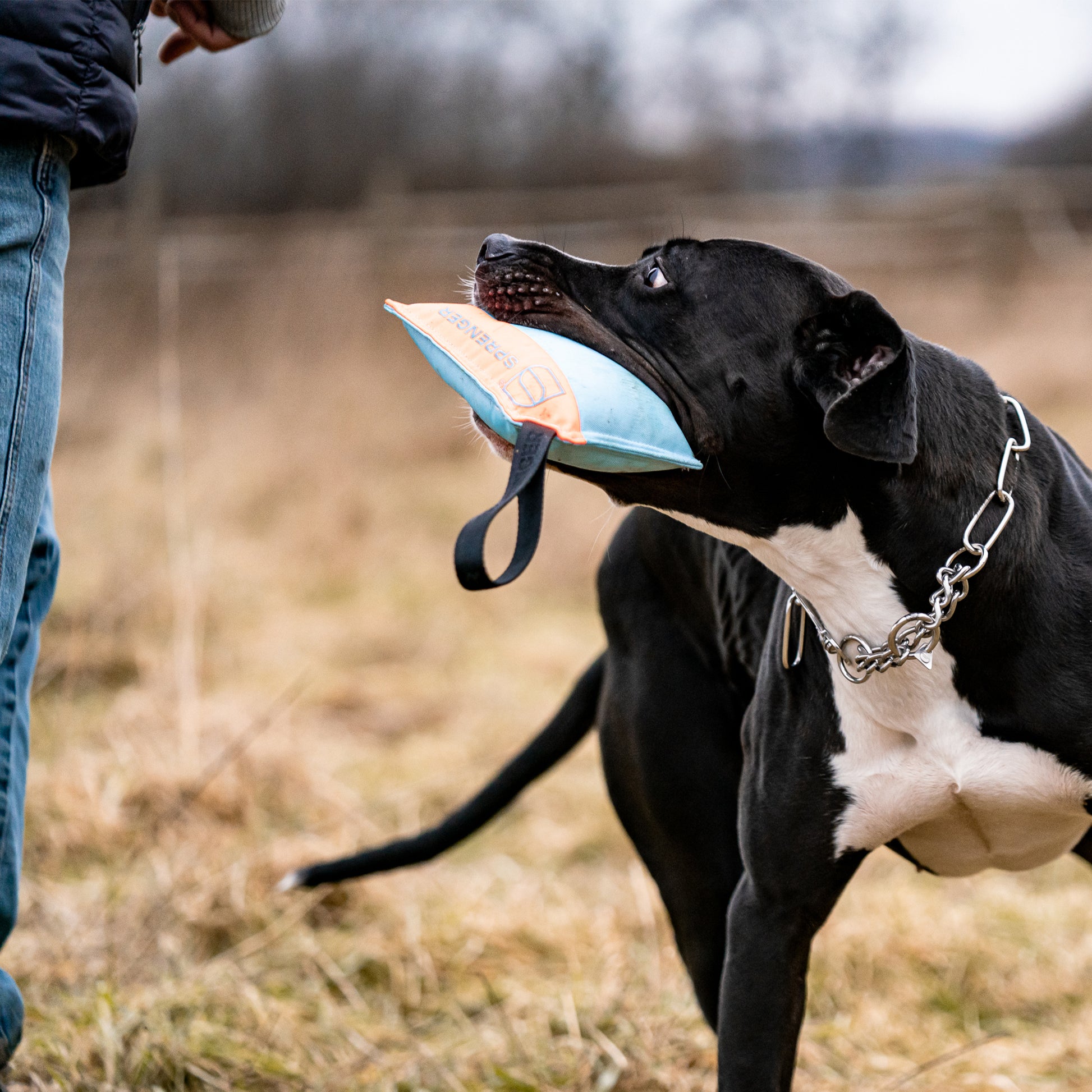 schwarzer Hund mit Hundespielzeug Kissen auf der Wiese