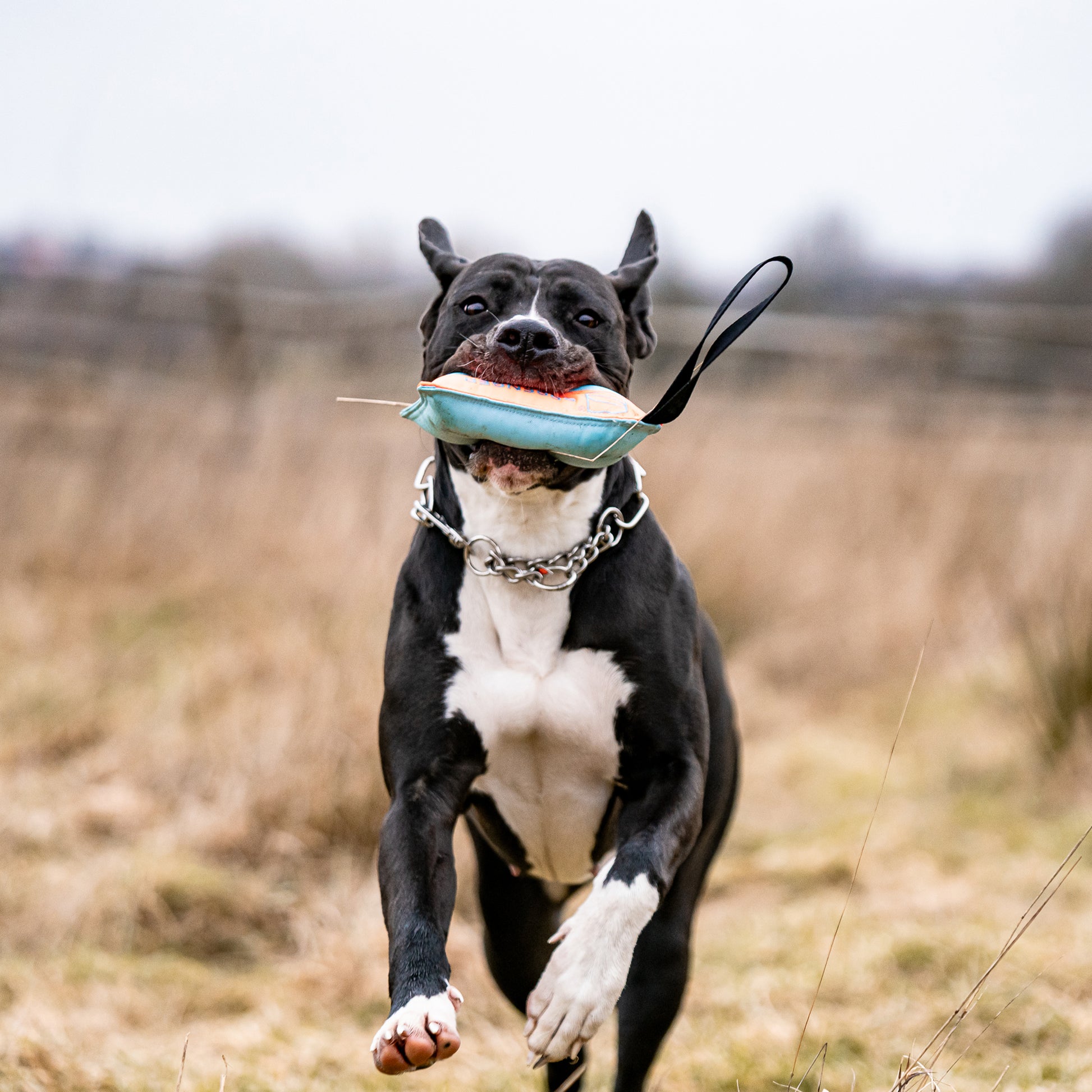 Hund mit Hundespielzeug Kissen im Maul