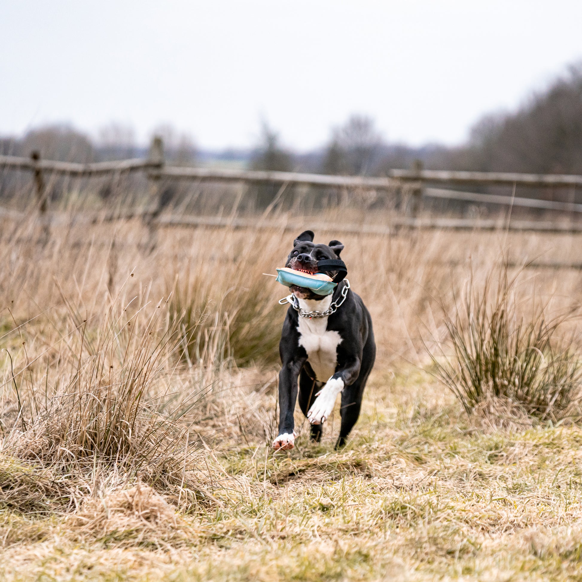 Hund mit Hundespielzeug Kissen auf der Wiese tobend