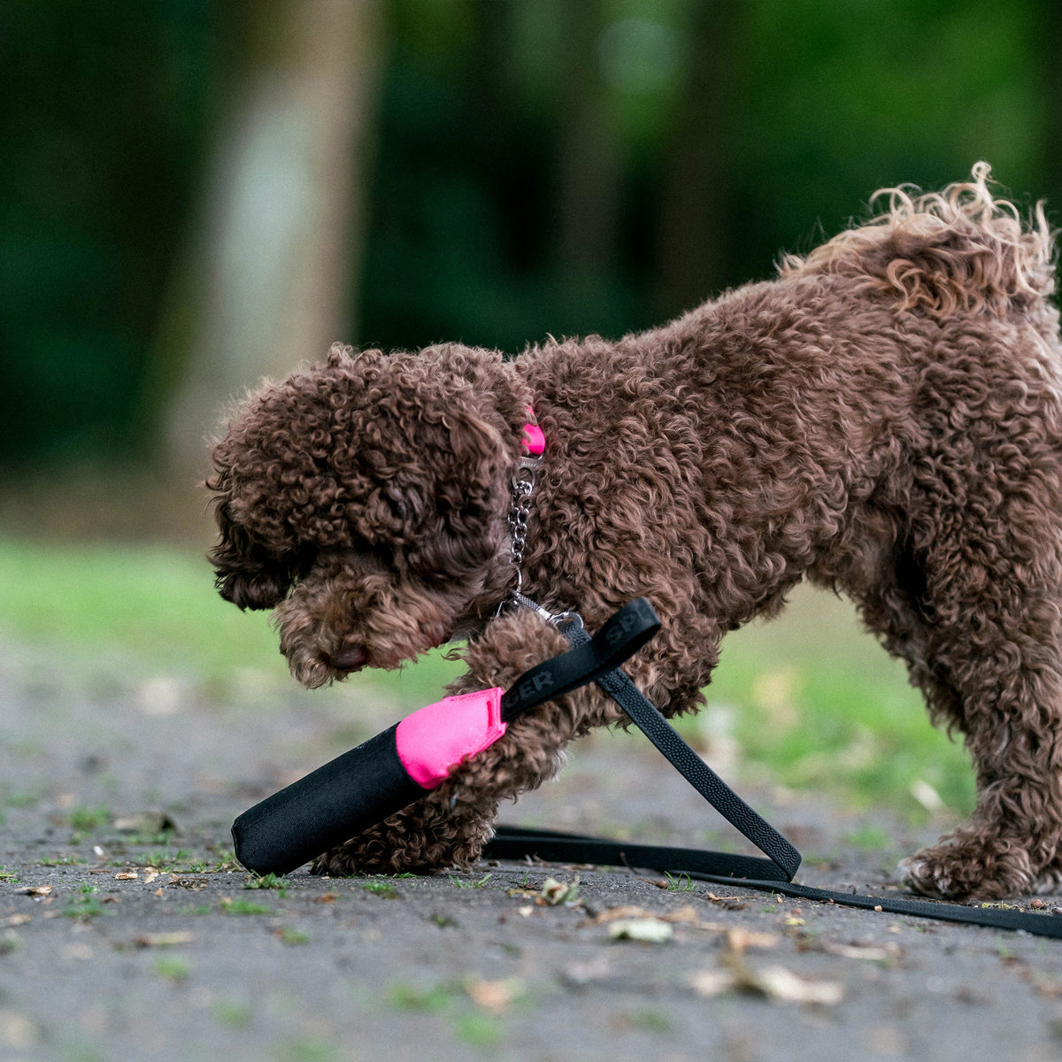 Hundespielzeug Dummy