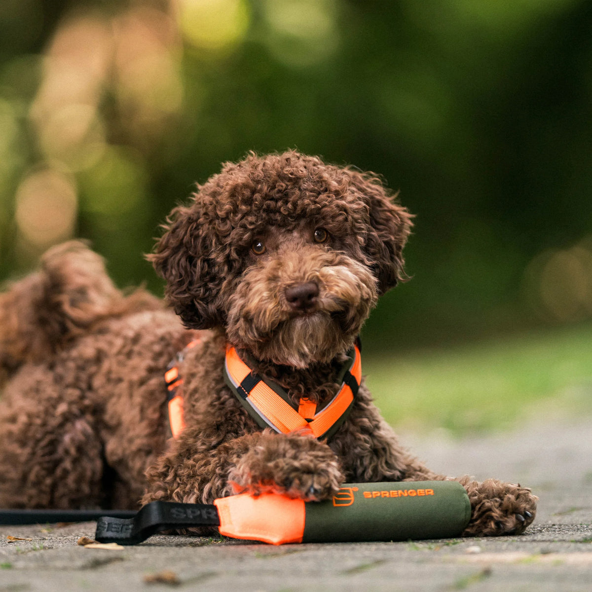 Hundespielzeug Dummy