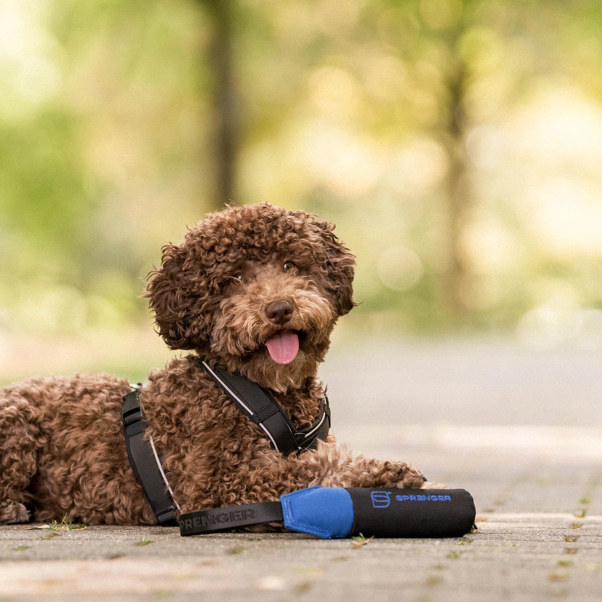 Hundespielzeug Dummy