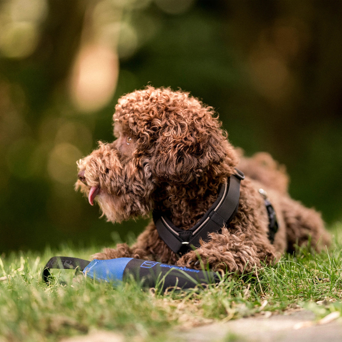 Hundespielzeug Dummy