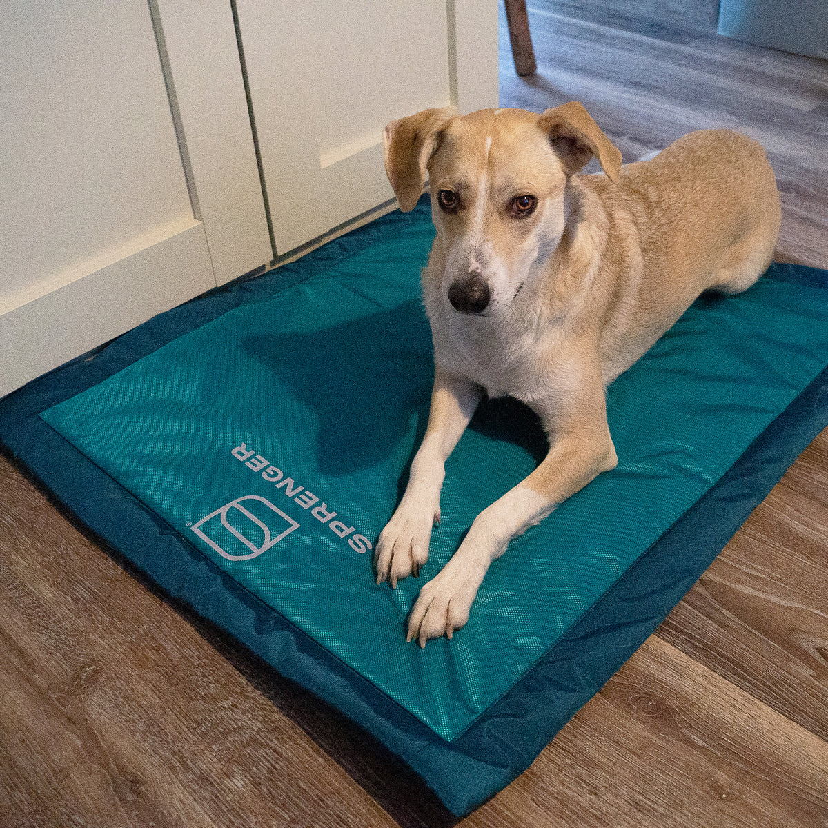Hund liegend auf der Hundematte