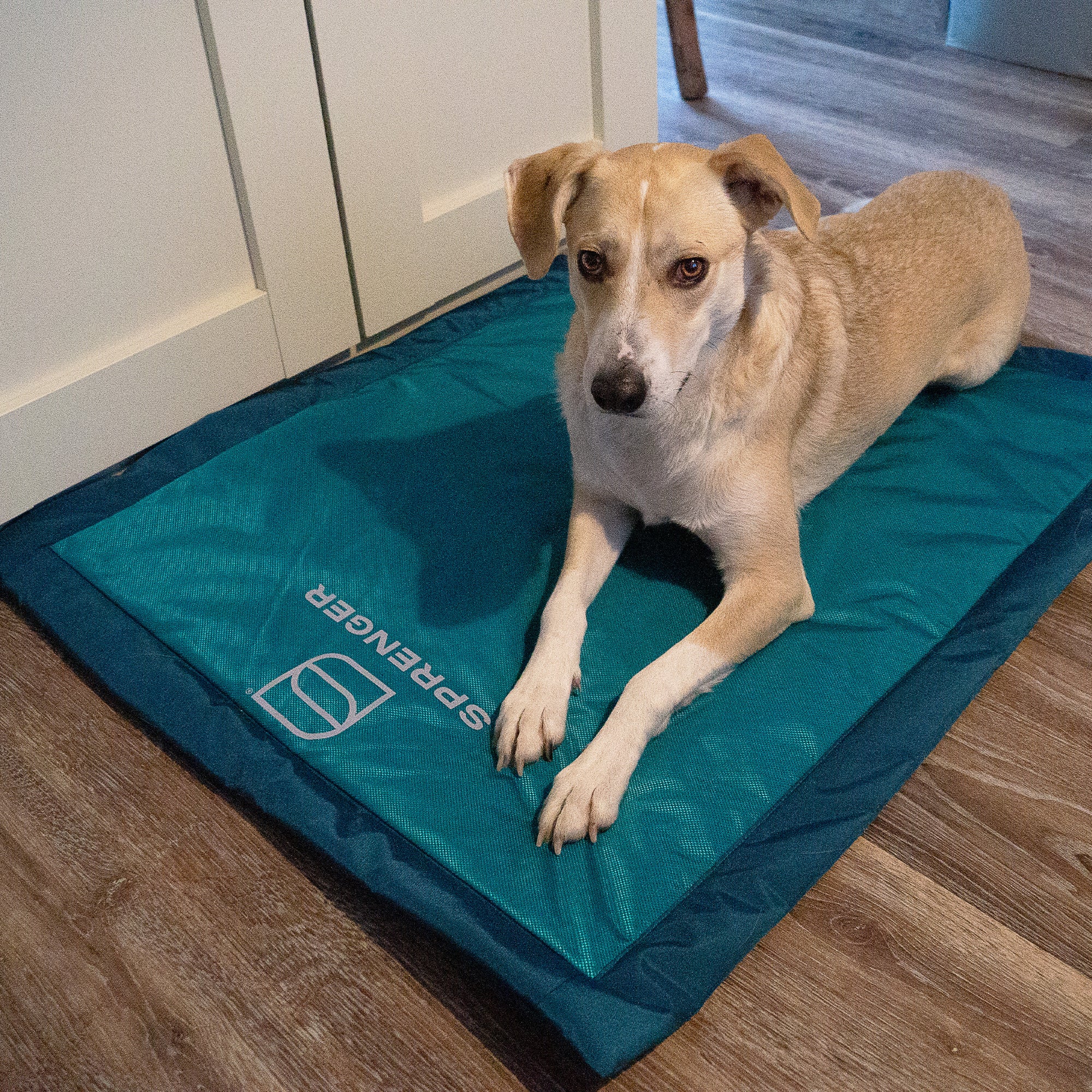 Tapis pour chien