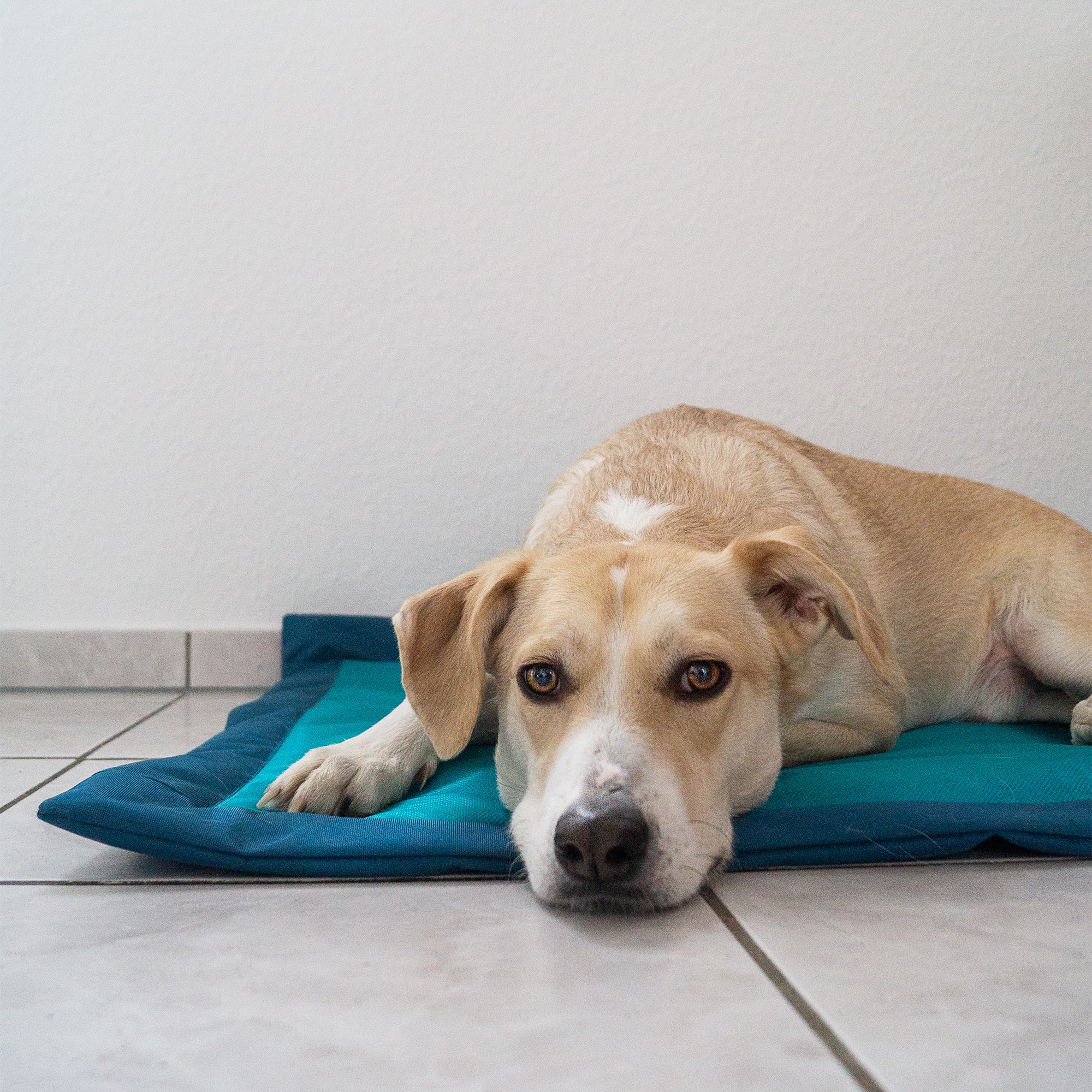 Alfombrilla para perros