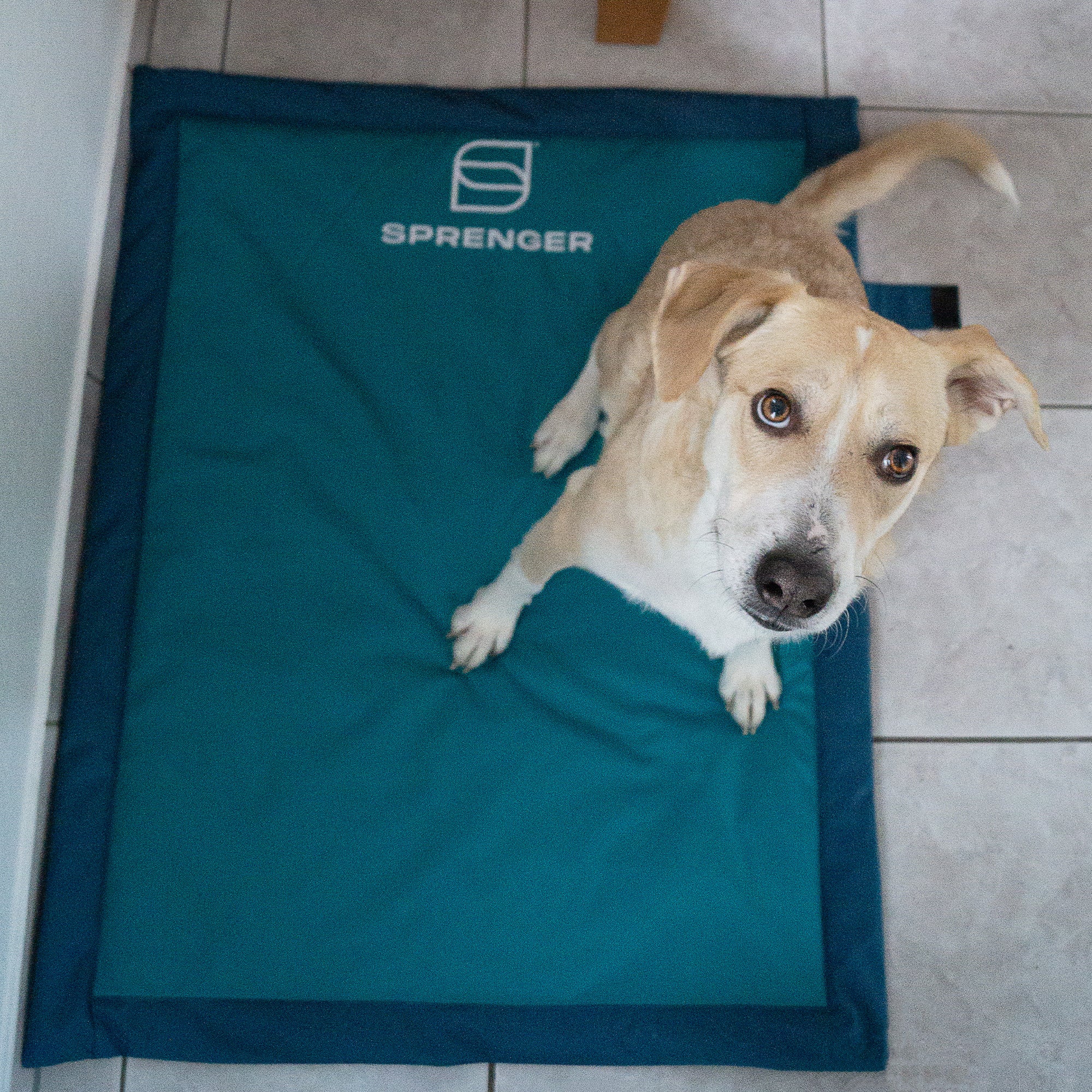 Alfombrilla para perros