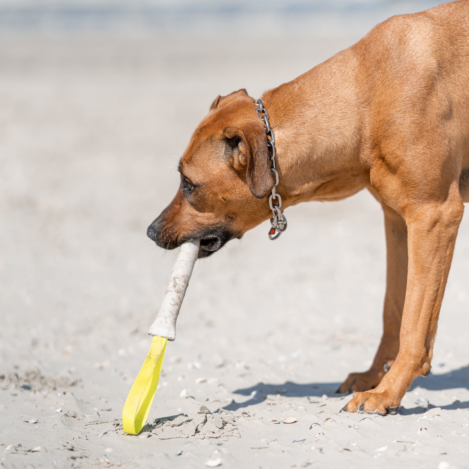 Hund mit Feuerwehrschlauch Bringsel am Strand
