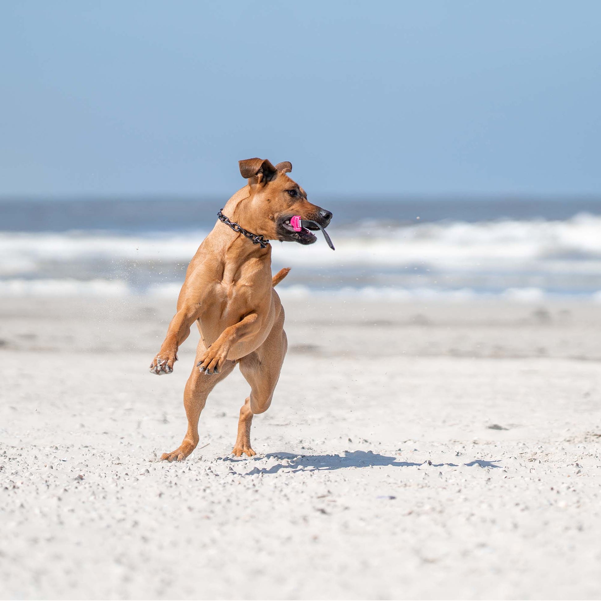 Hund mit Edelstahl Kettenhalsband und pinken Bringsel am Strand
