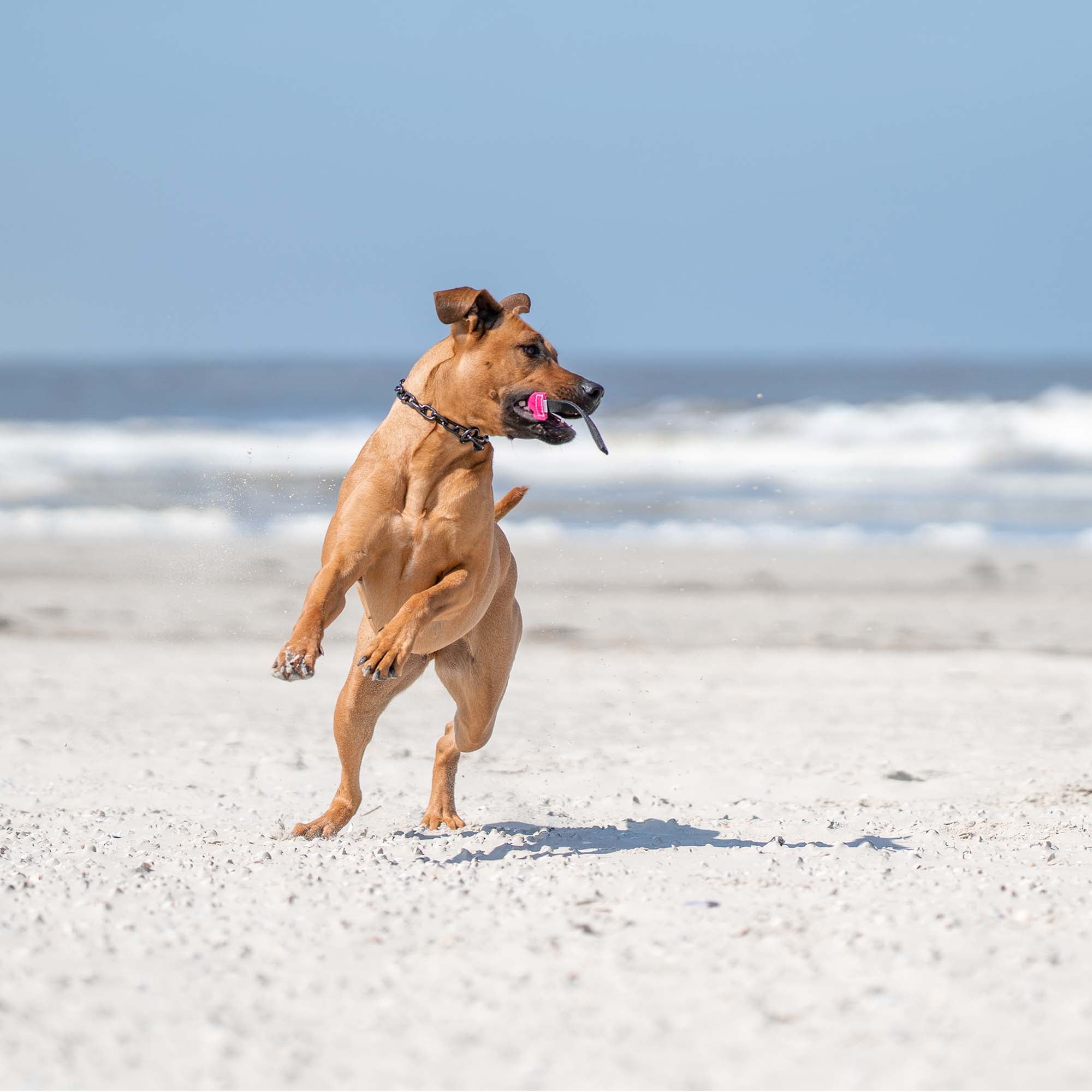 Boudins de mordant pour chiens - Cuir