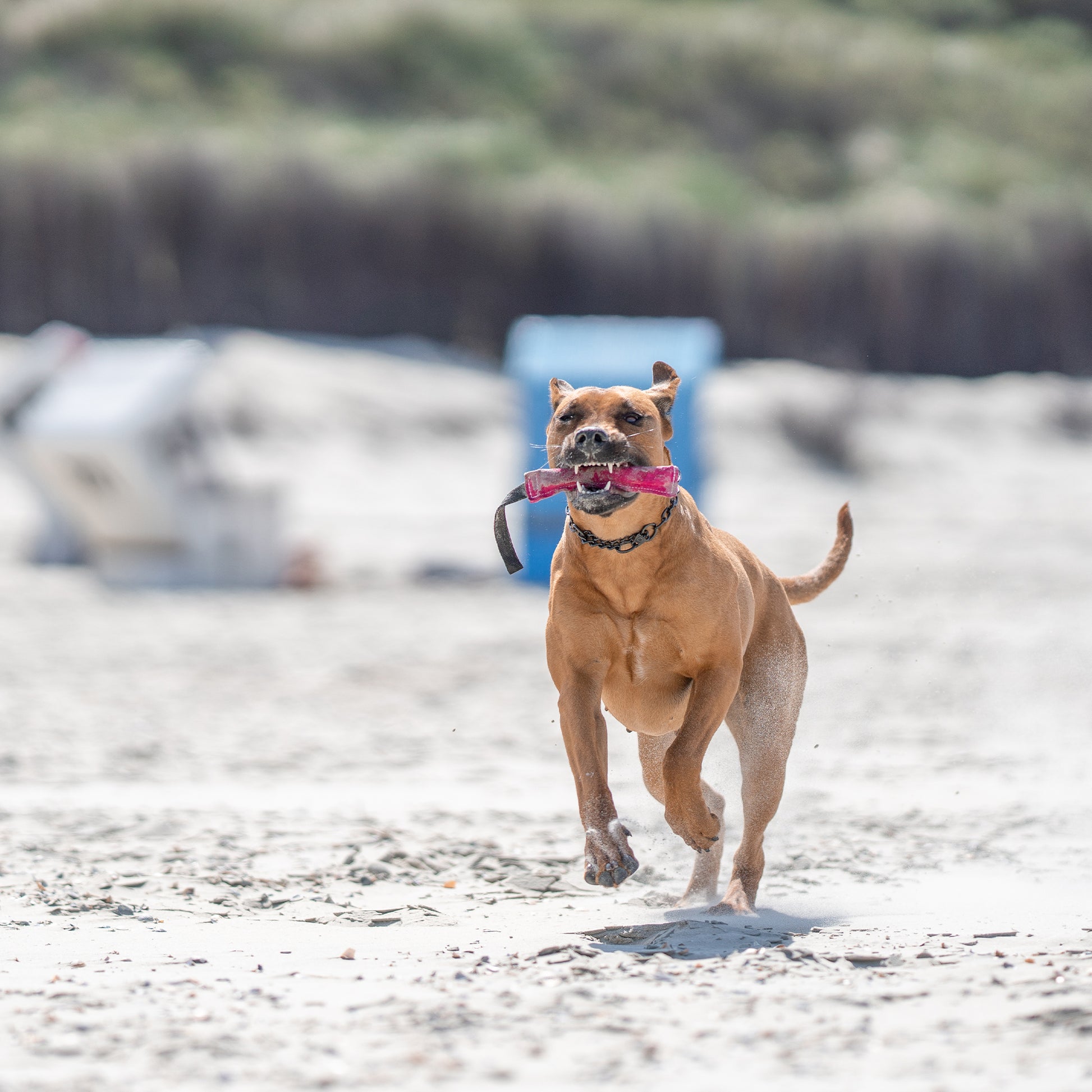 Hund mit pinken Leder Bringsel am Strand