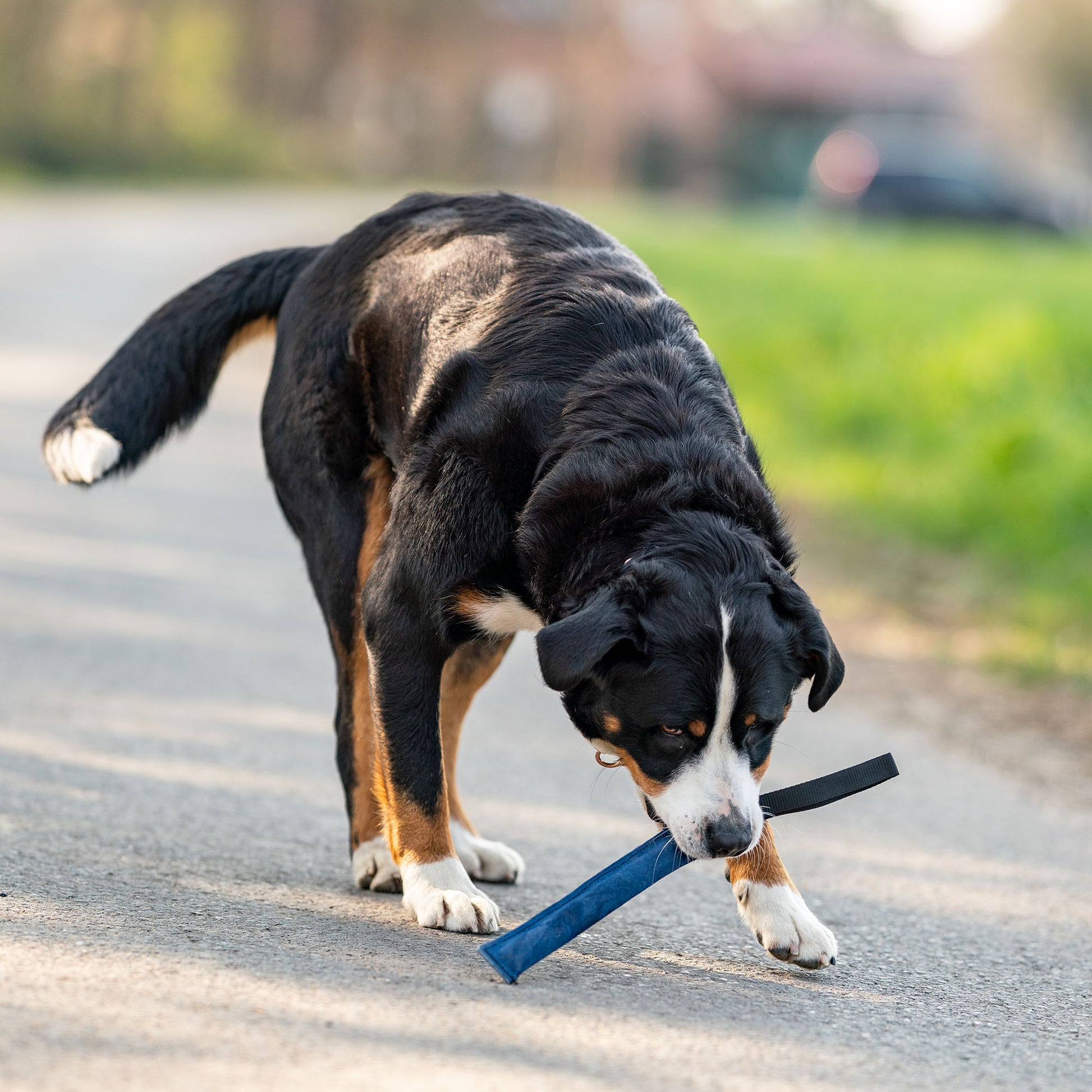 Hund mit blauen Leder Bringsel 