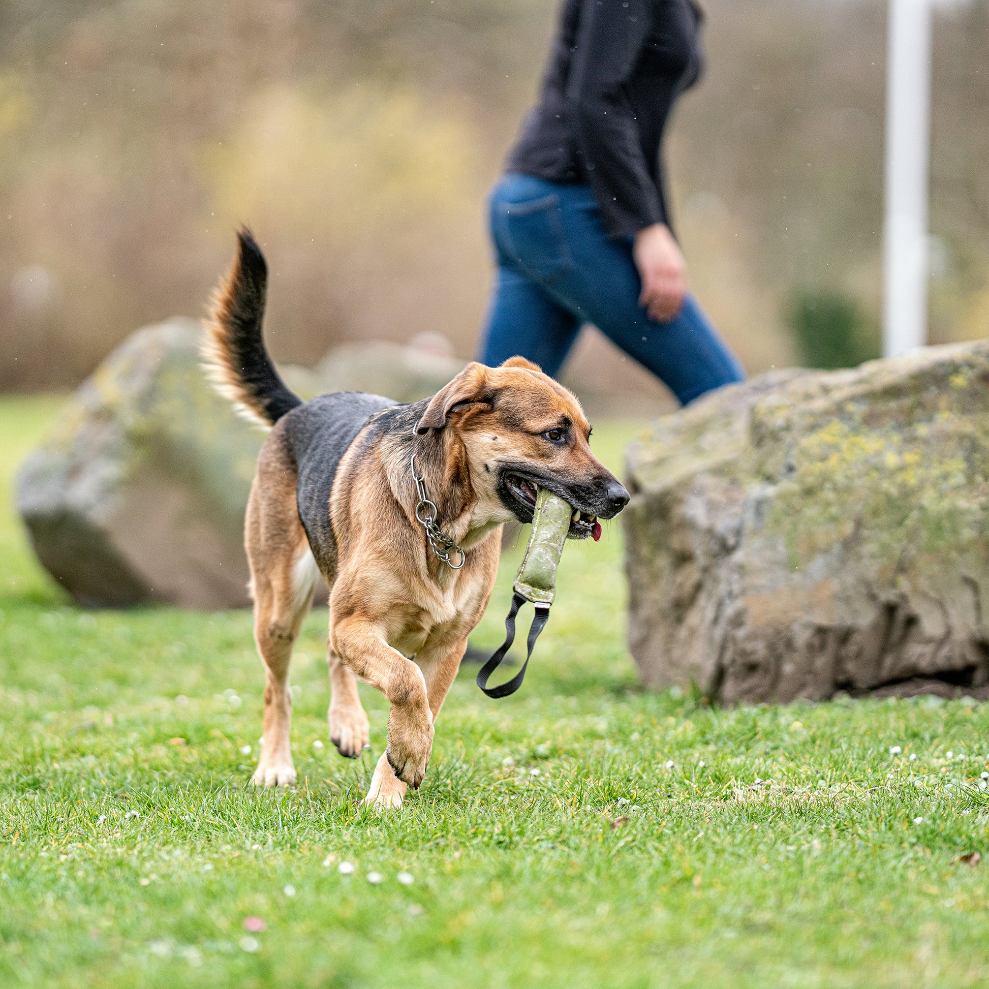 Hund mit Leder Bringsel auf der Wiese