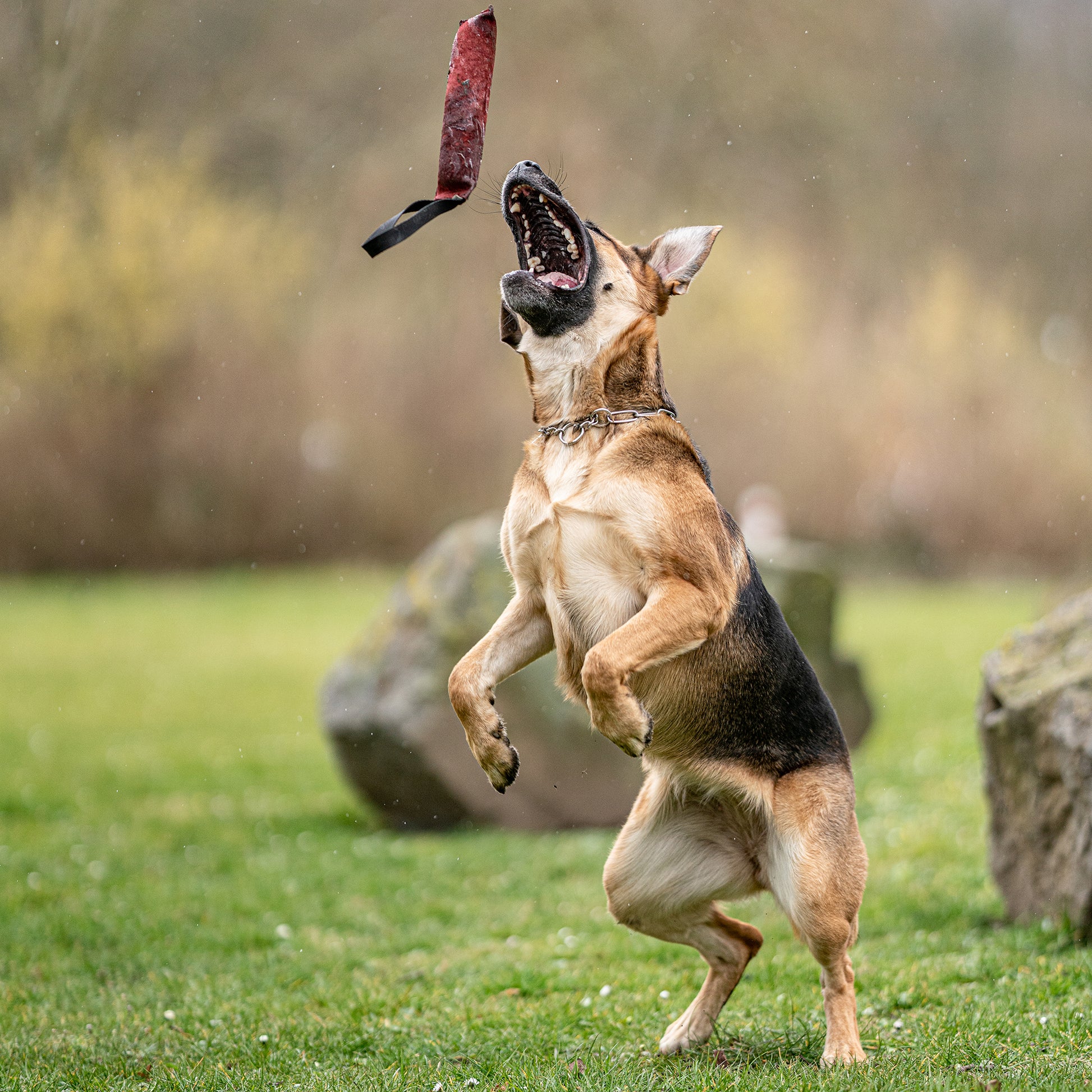 Hund mit benutzten bordeaux Lederbringsel spielend