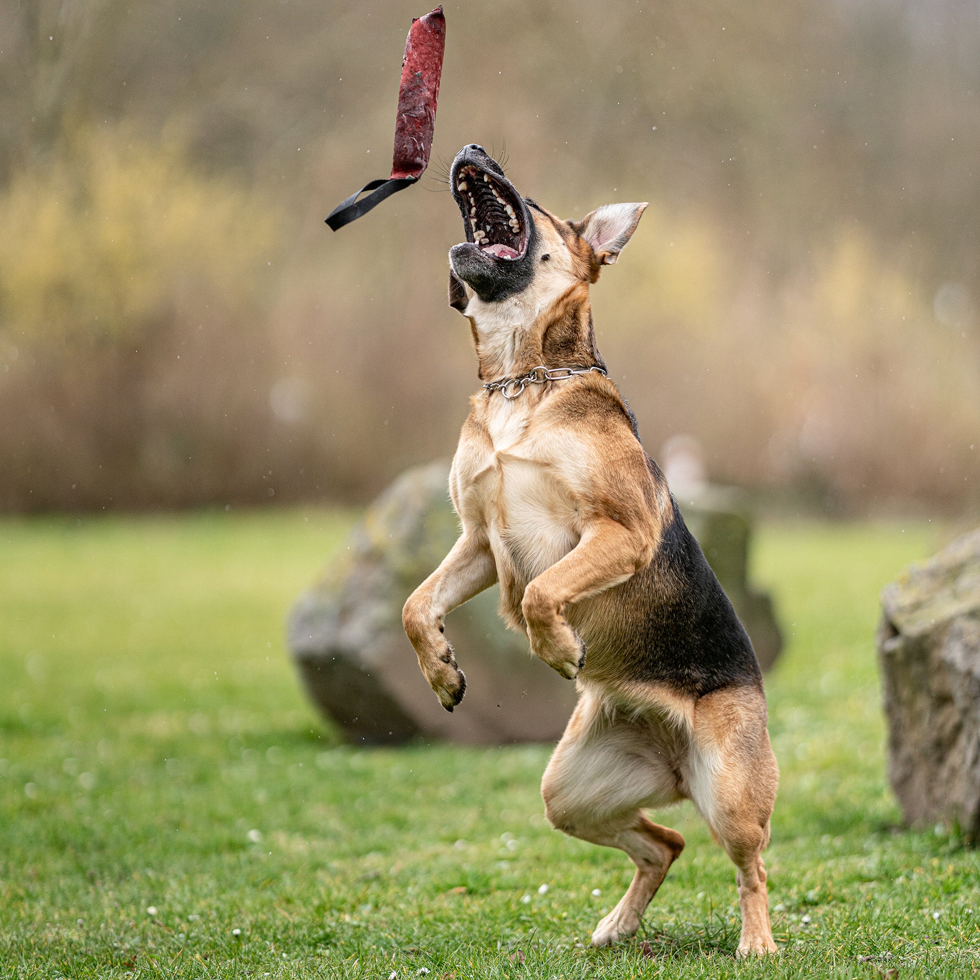 Boudins de mordant pour chiens - Cuir