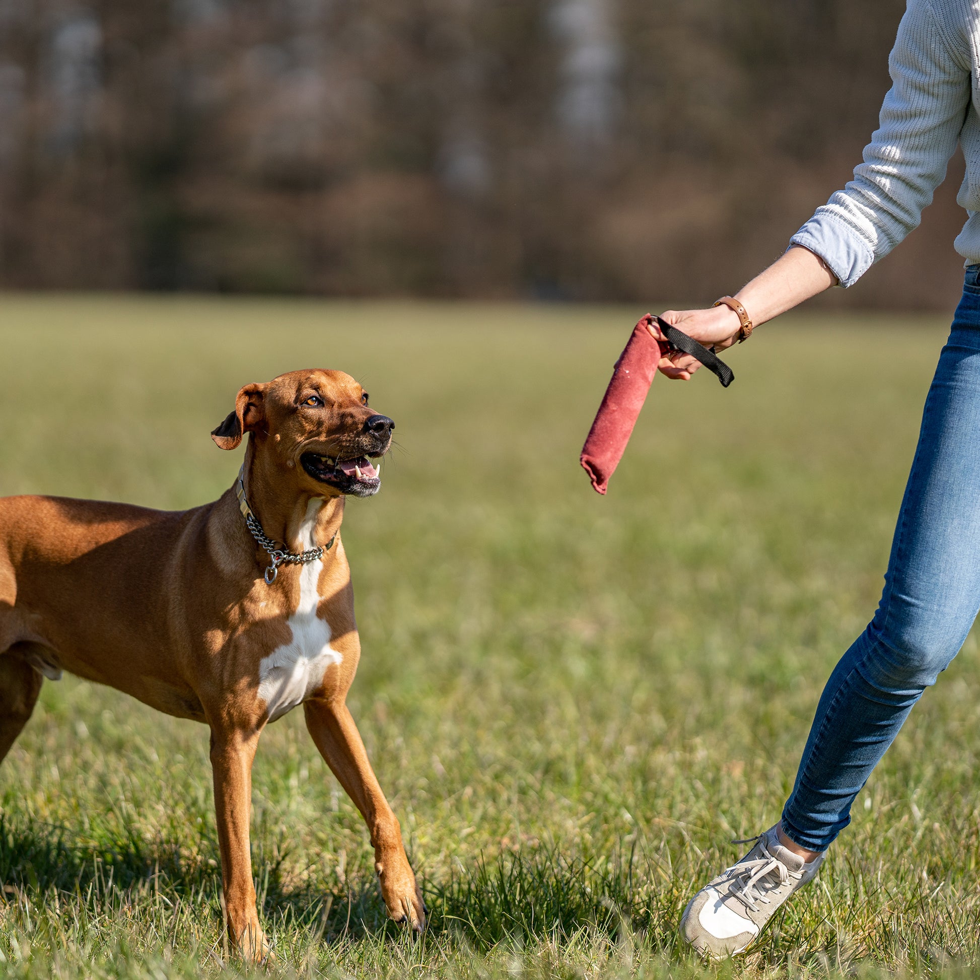 Frau mit bordeaux Leder Bringsel und Hund auf der Wiese spielend