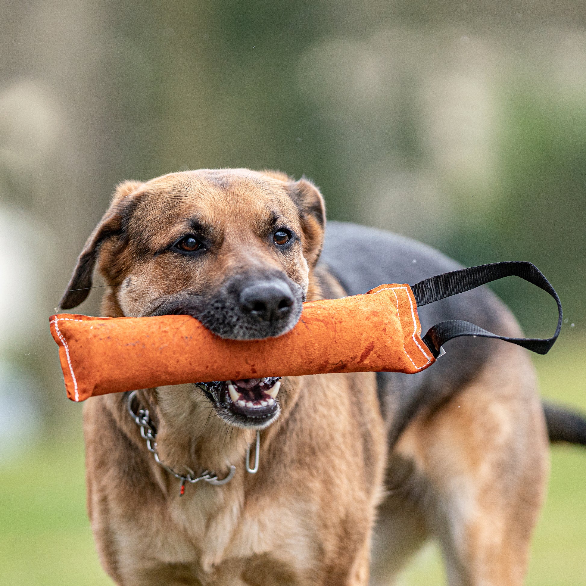 Hund mit Leder Bringsel im Maul