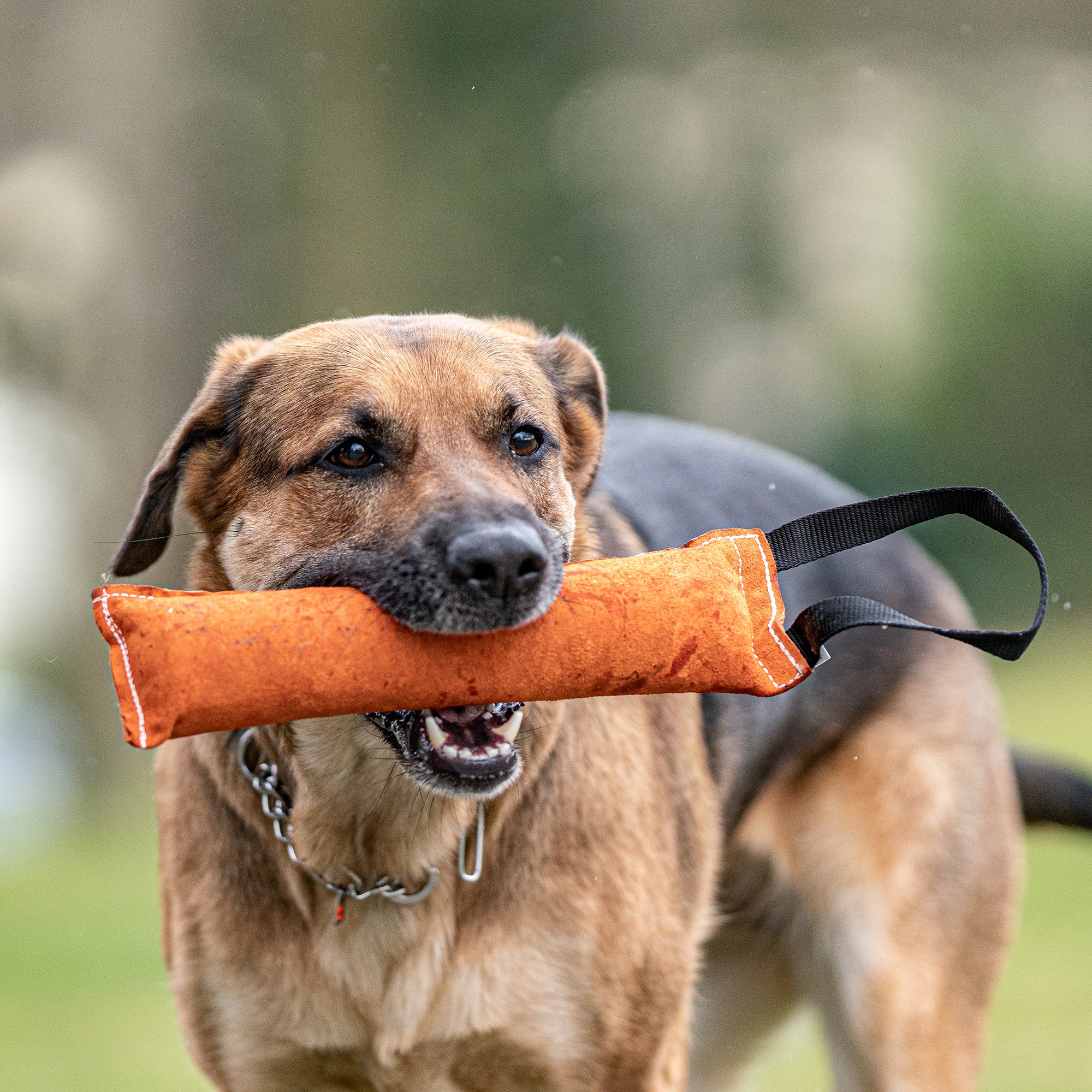 Boudins de mordant pour chiens - Cuir