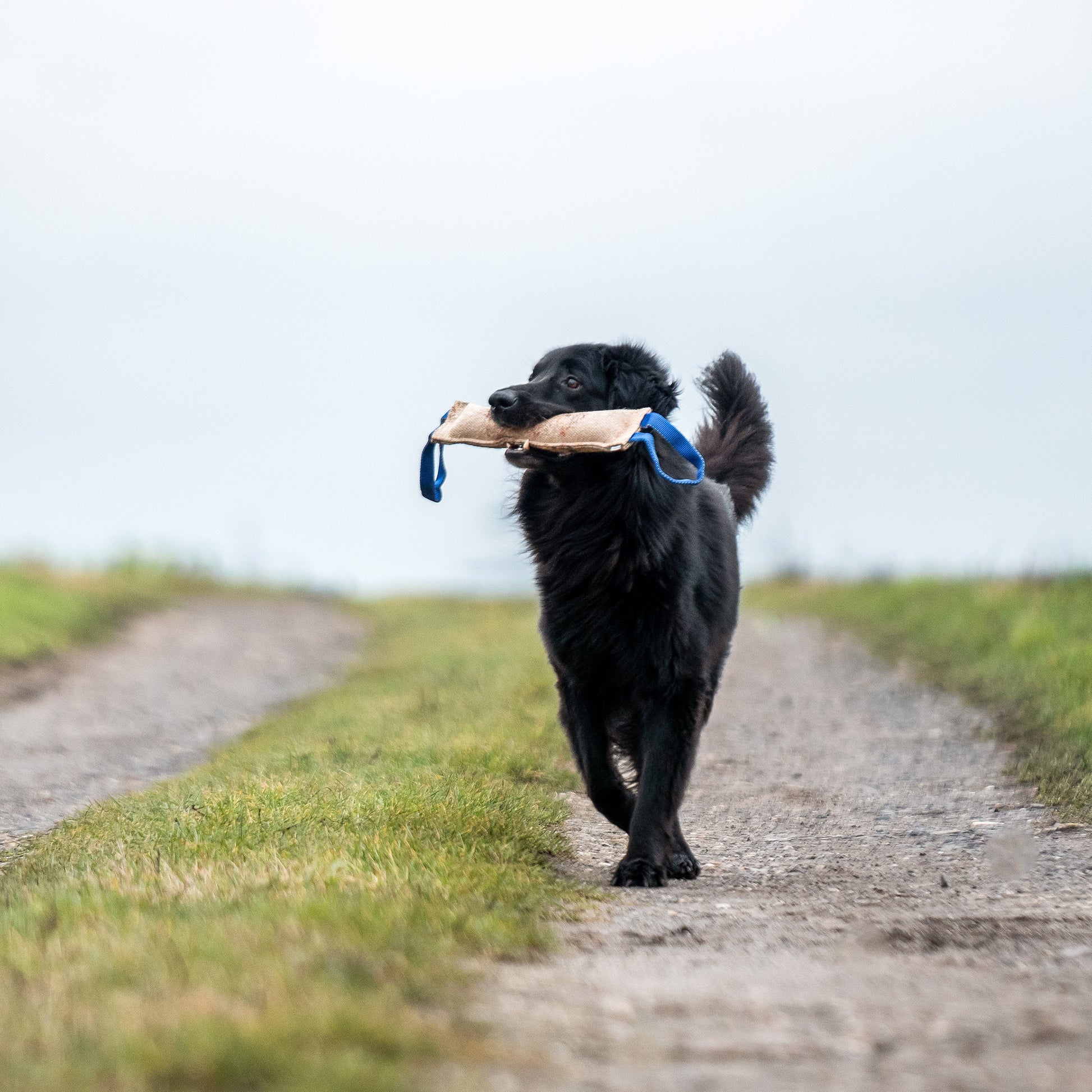 schwarzer Hund mit Jute Bringsel auf einem Feldweg