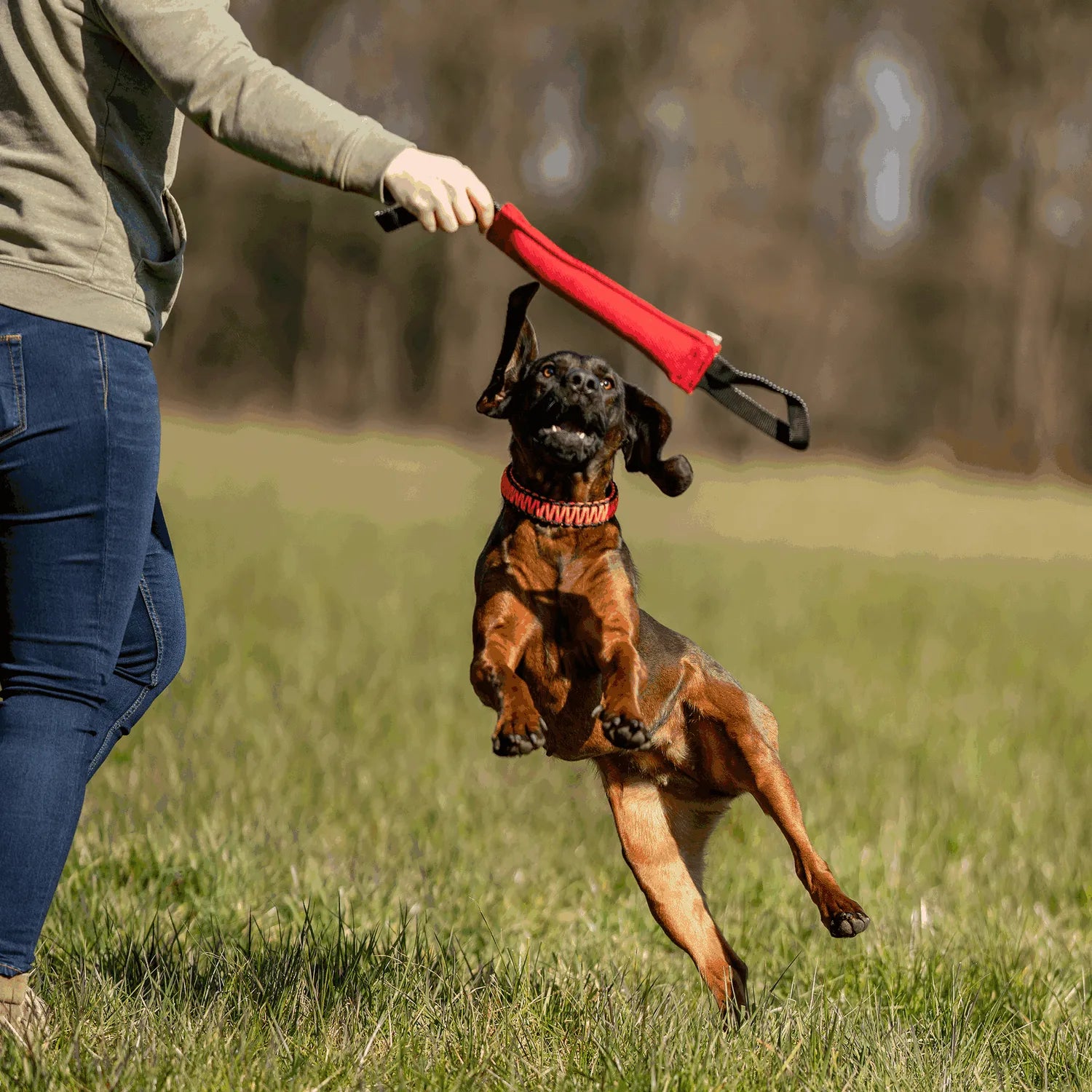 Hund mit orangenen Paracord Halsband jagt rot schwarzen Baumwoll Bringsel auf der Wiese