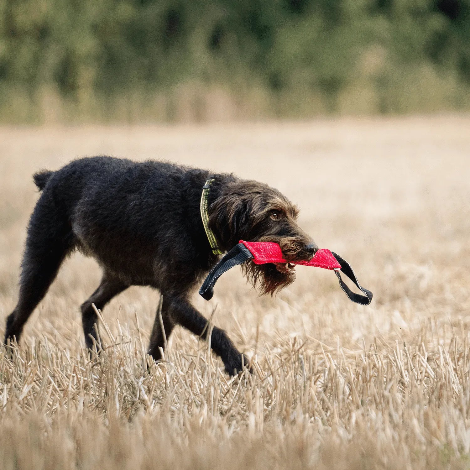 Hund mit grünen Halsband und rot schwarzen Baumwoll Bringsel auf dem Feld